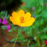 20100928_Photo_1005_DSC_5948_CMP_WM