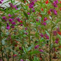 20100928_Photo_1010_DSC_5950_CMP_WM