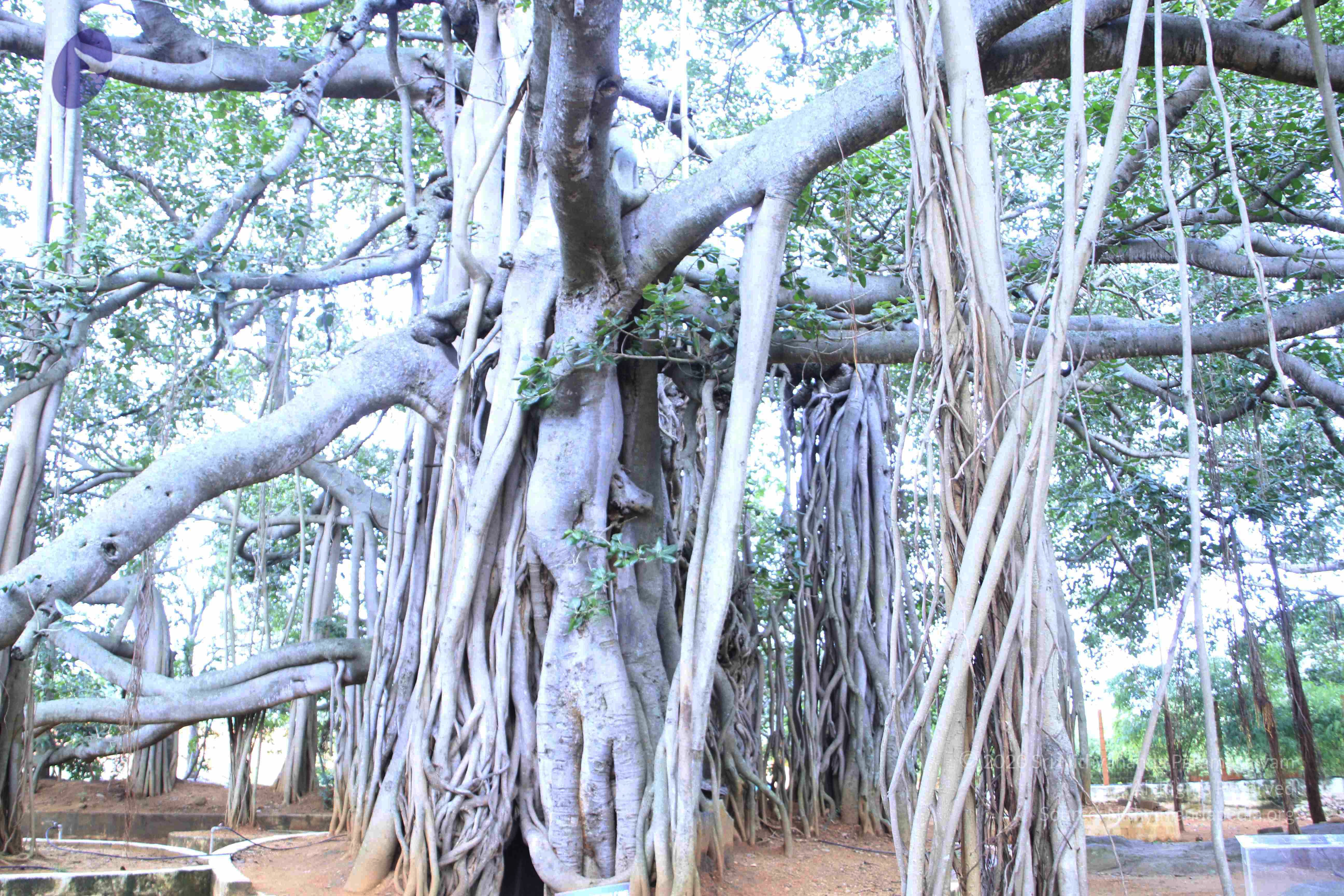 20110801_Photo_1007__MG_8650_CMP_WM