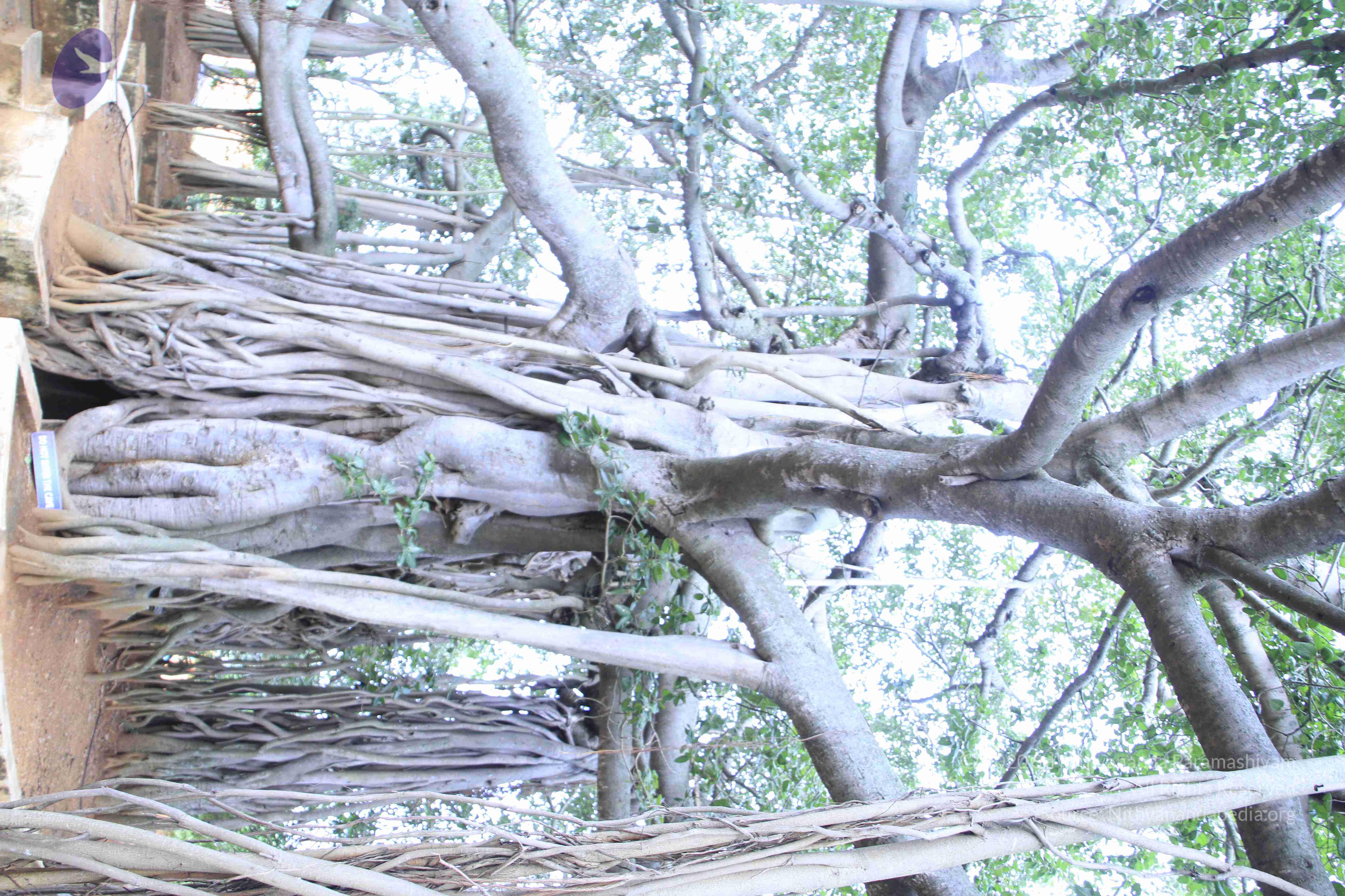 20110801_Photo_1109__MG_8651_CMP_WM