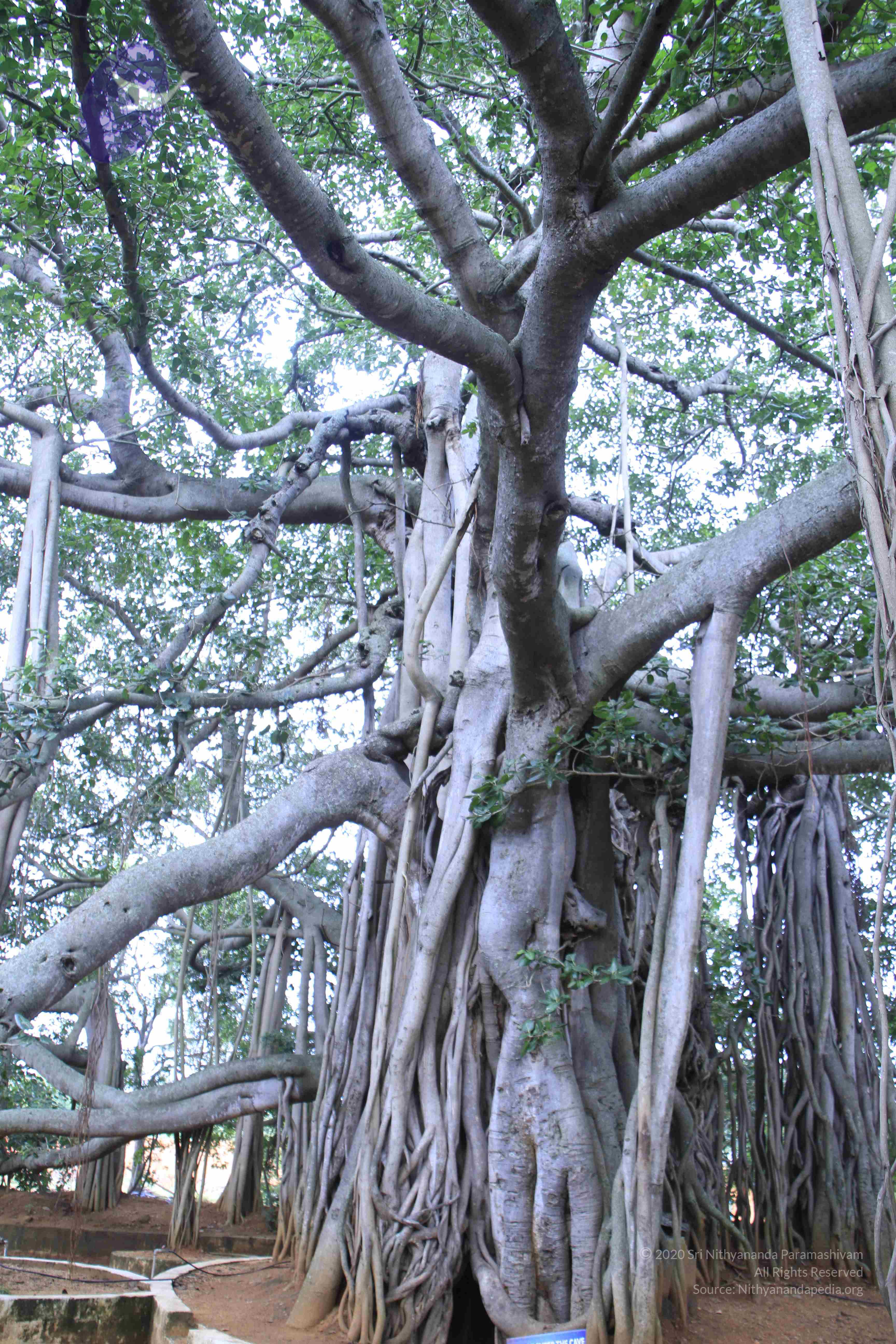 20110801_Photo_1149__MG_8653_CMP_WM