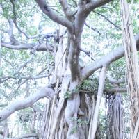 20110801_Photo_1109__MG_8651_CMP_WM