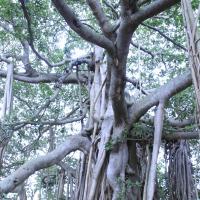 20110801_Photo_1149__MG_8653_CMP_WM