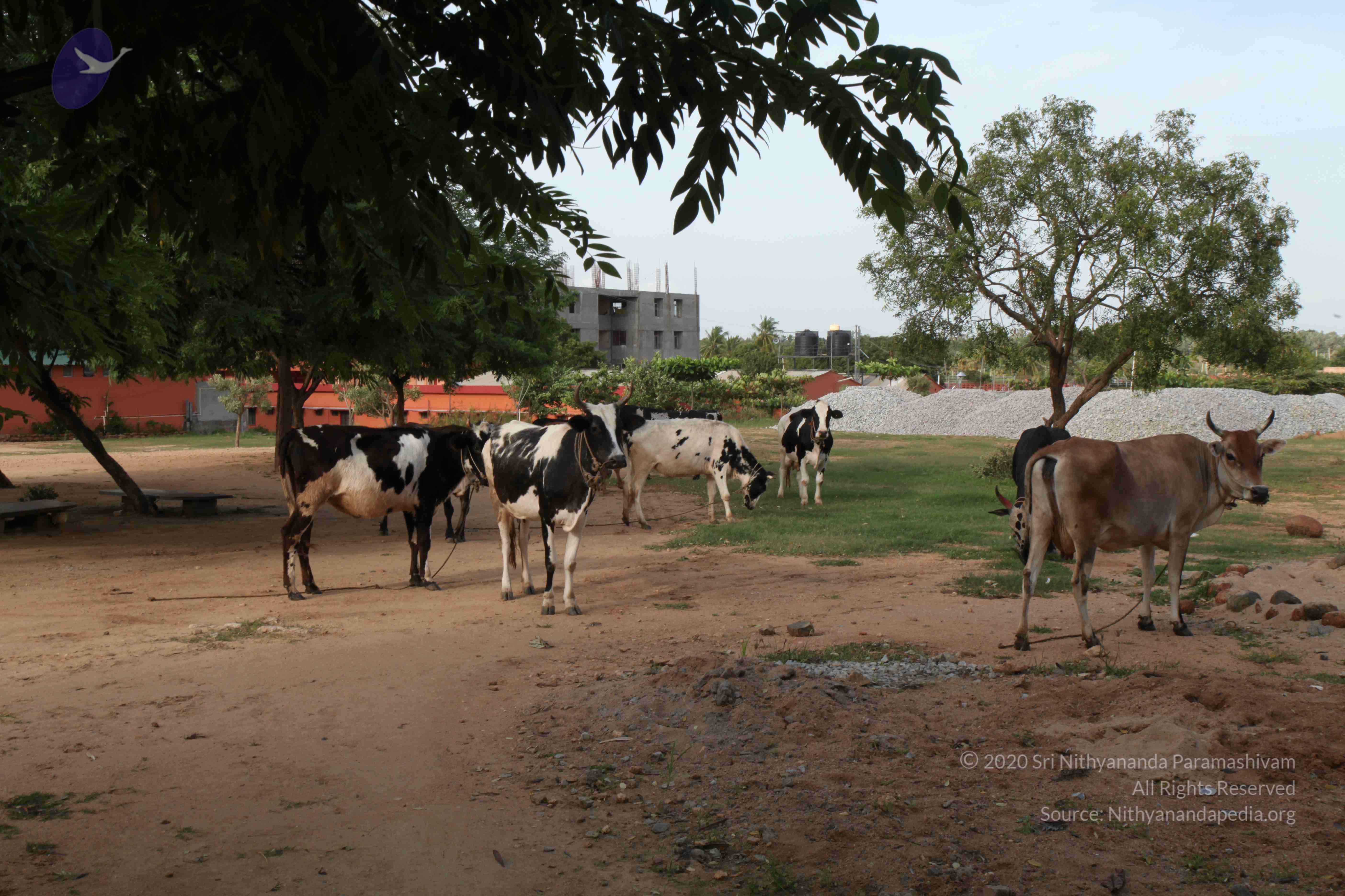 20110828_Photo_1006_IMG_0984_CMP_WM