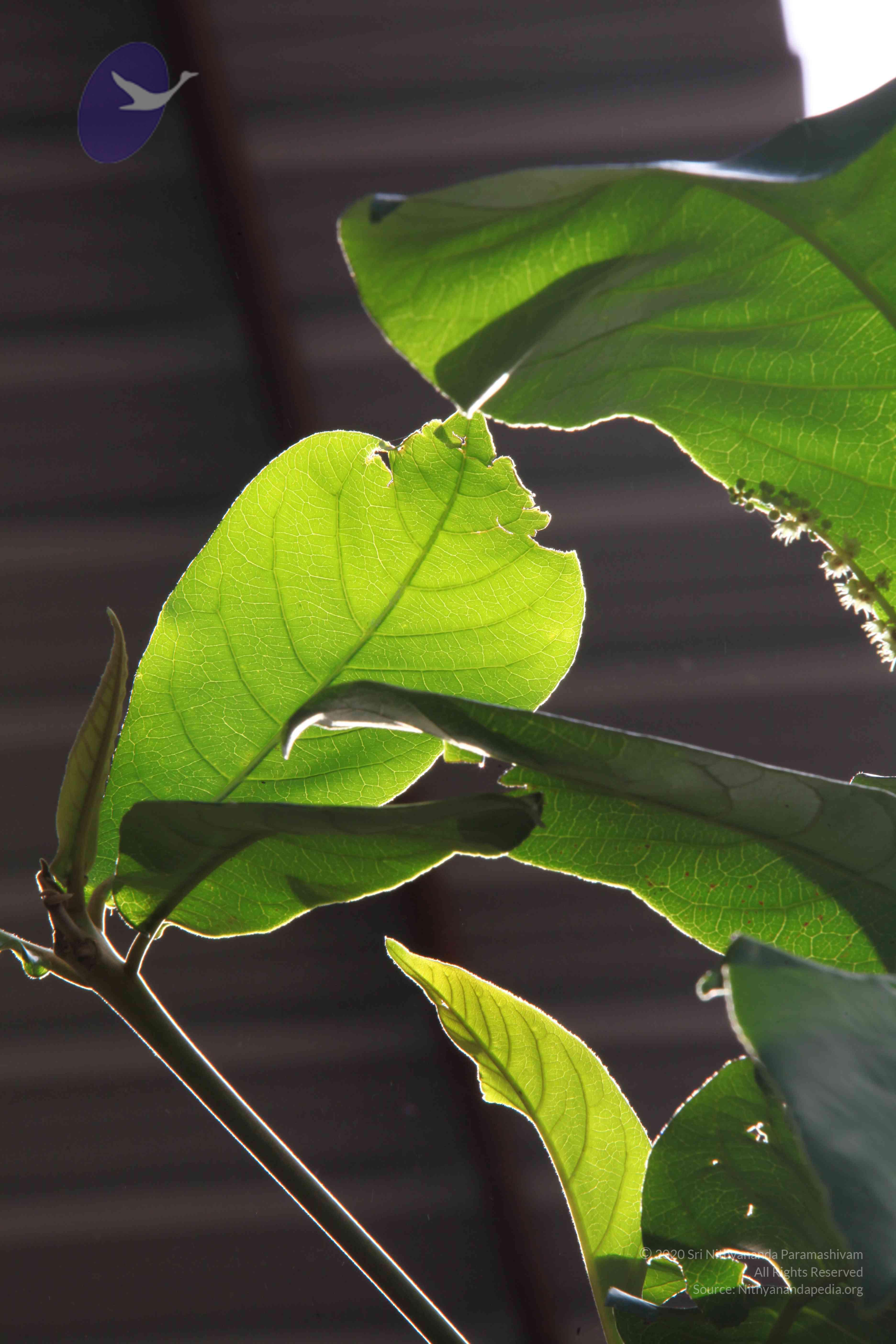 20110828_Photo_1026_IMG_0949_CMP_WM