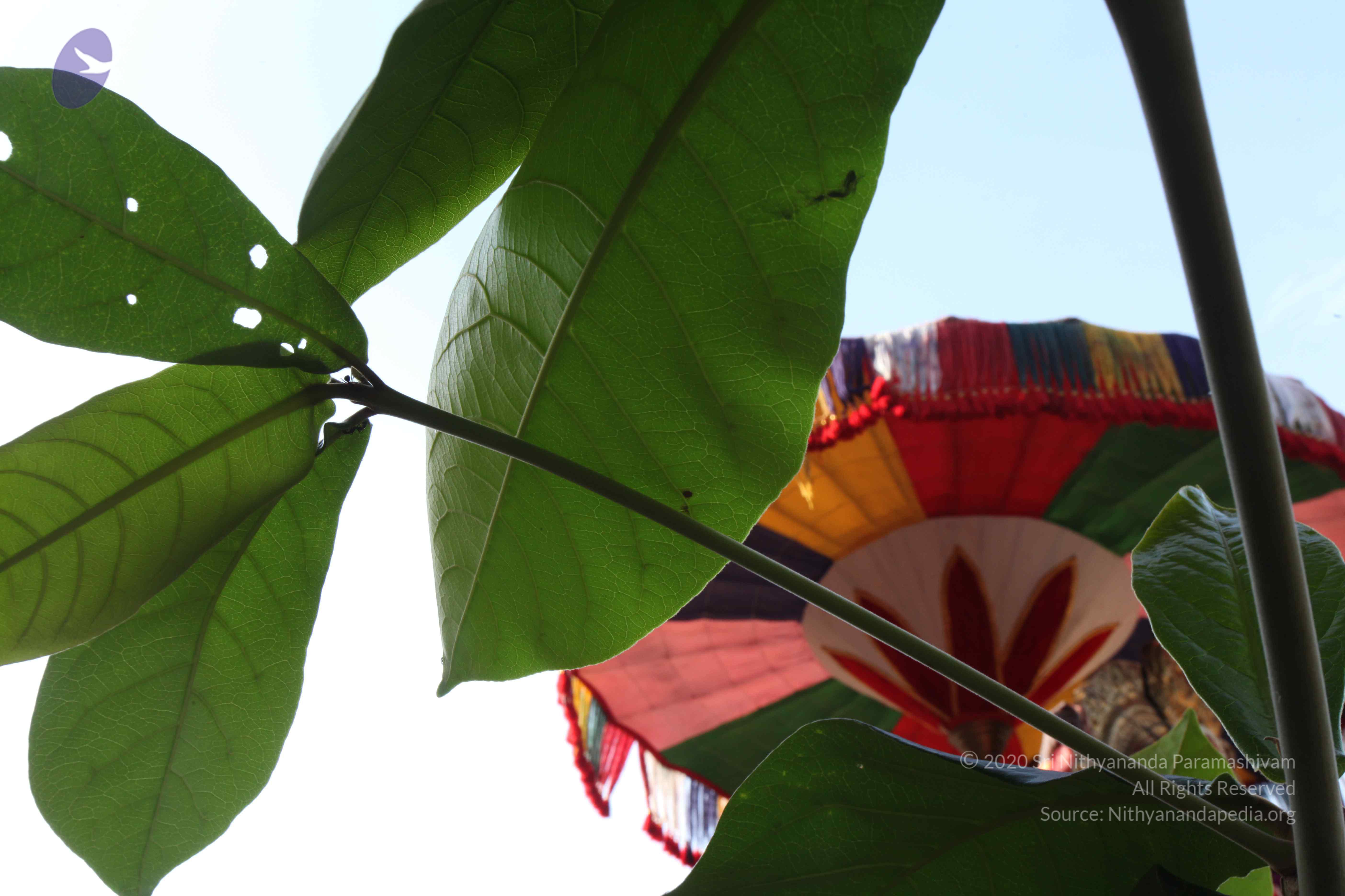 20110828_Photo_1102_IMG_0964_CMP_WM