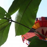 20110828_Photo_1102_IMG_0964_CMP_WM