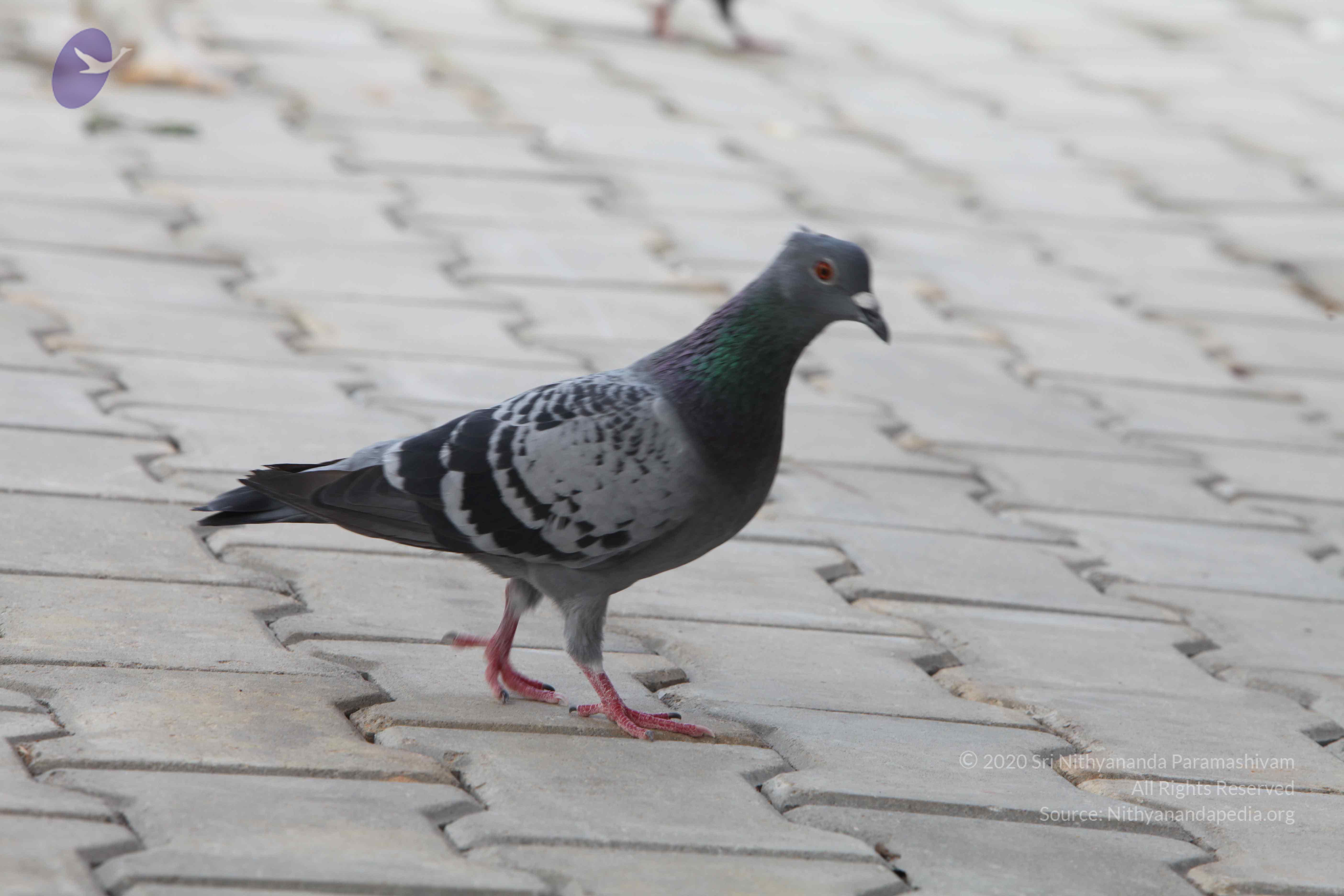 20110828_Photo_1019_IMG_0935_CMP_WM