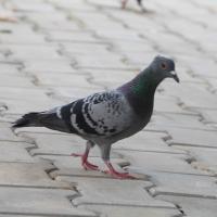 20110828_Photo_1019_IMG_0935_CMP_WM