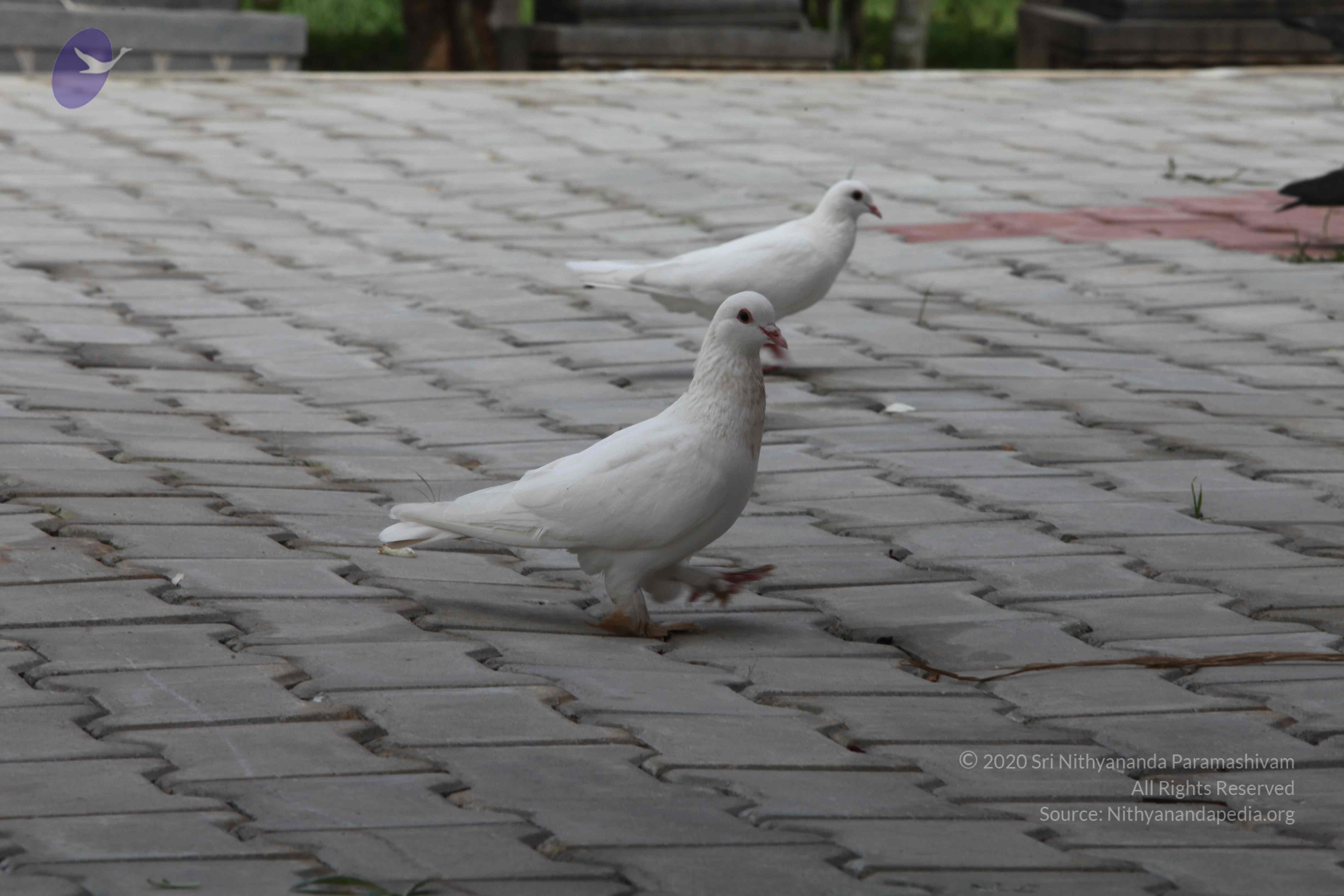 20110828_Photo_1023_IMG_0936_CMP_WM