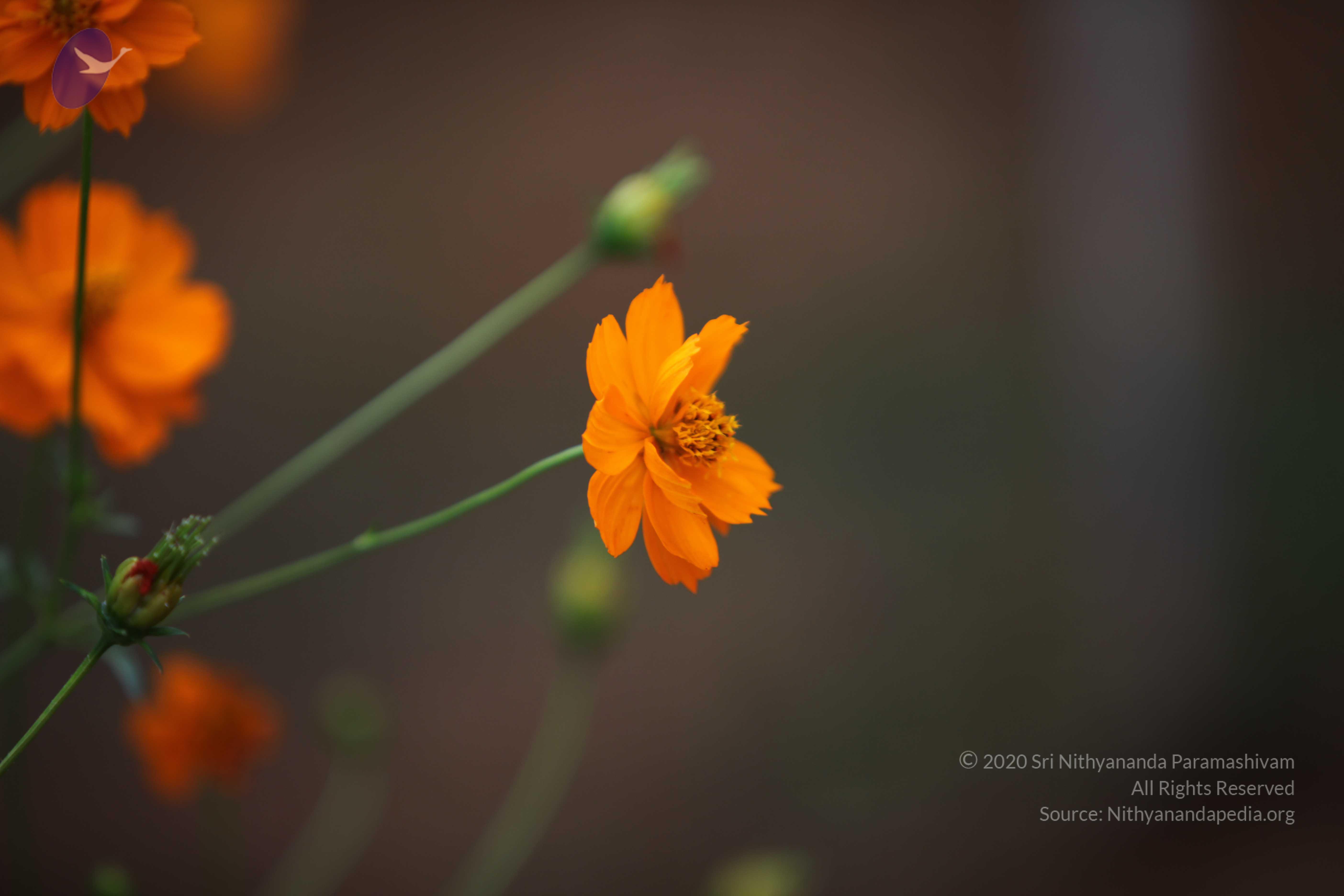 20110225_Photo_1025_IMG_0862_CMP_WM