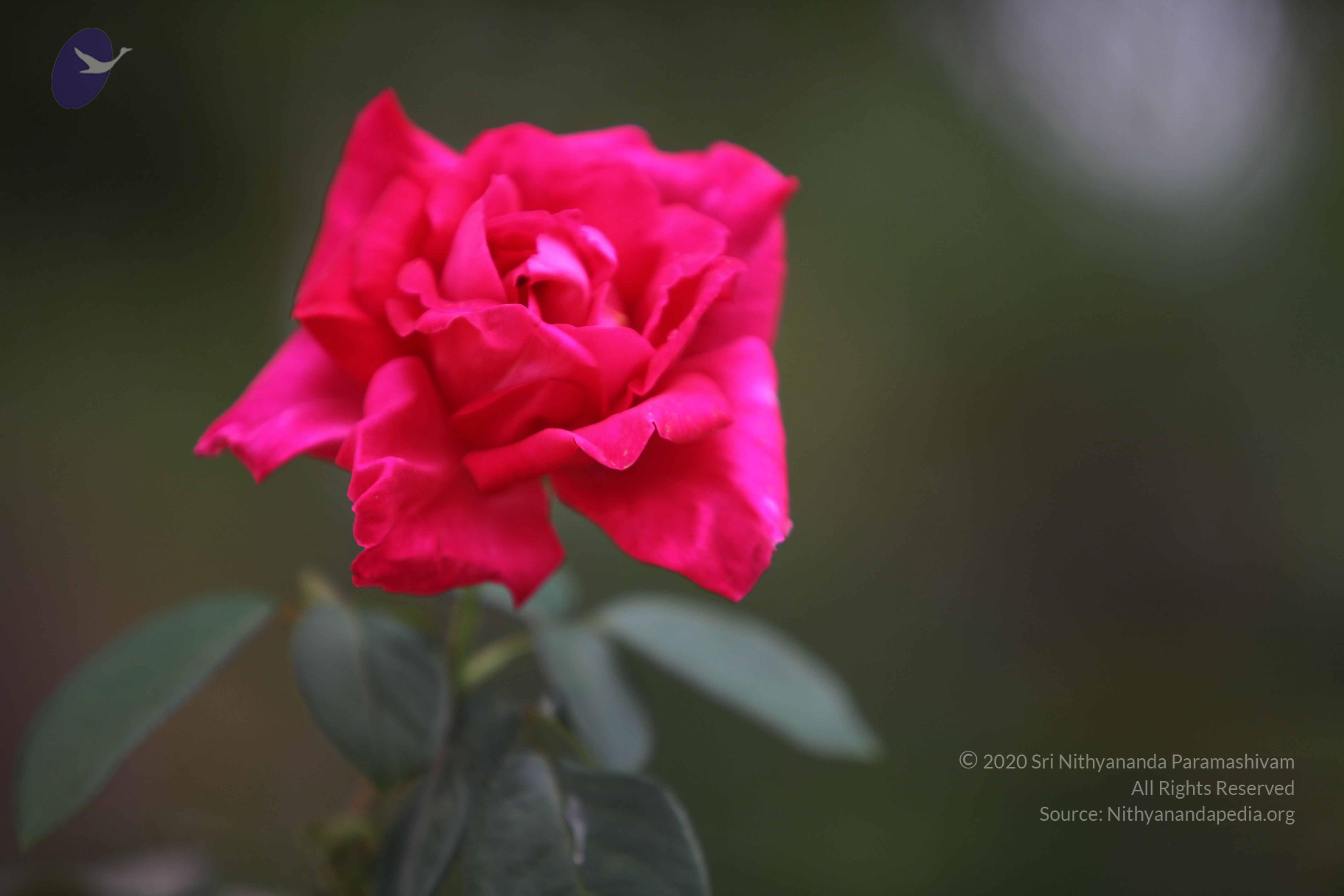 20110225_Photo_1189_IMG_0856_CMP_WM