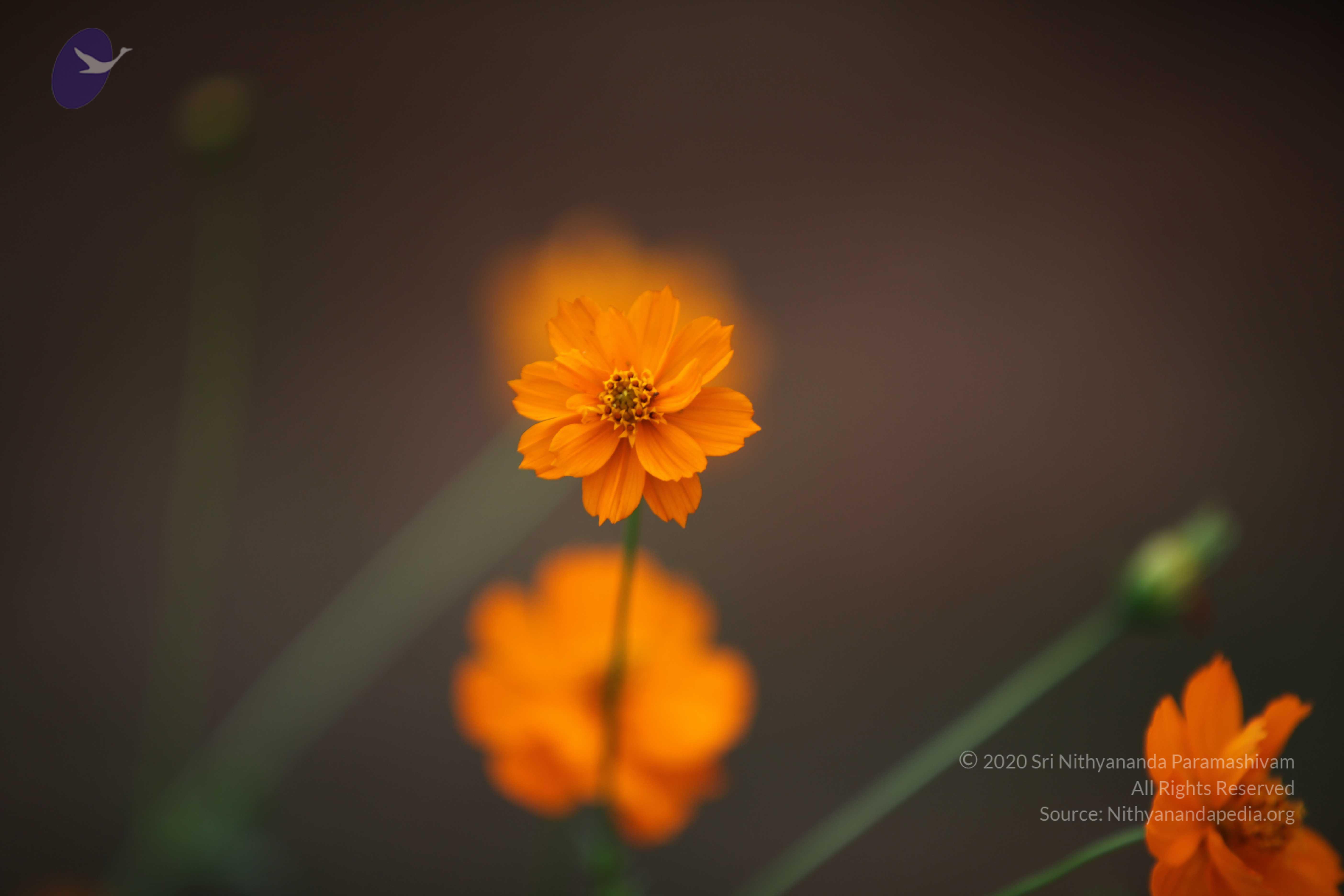 20110225_Photo_1190_IMG_0861_CMP_WM