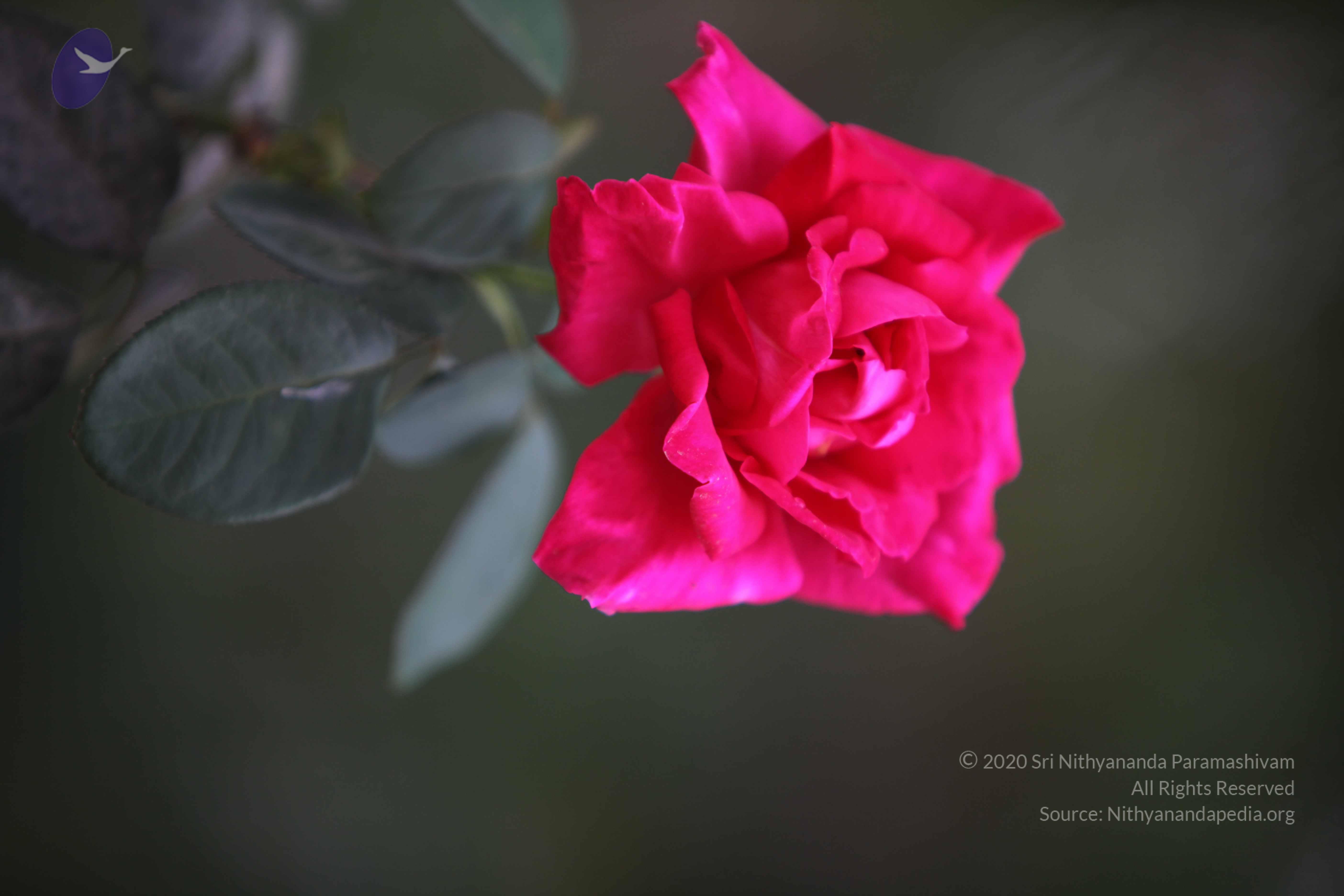 20110225_Photo_1007_IMG_0858_CMP_WM