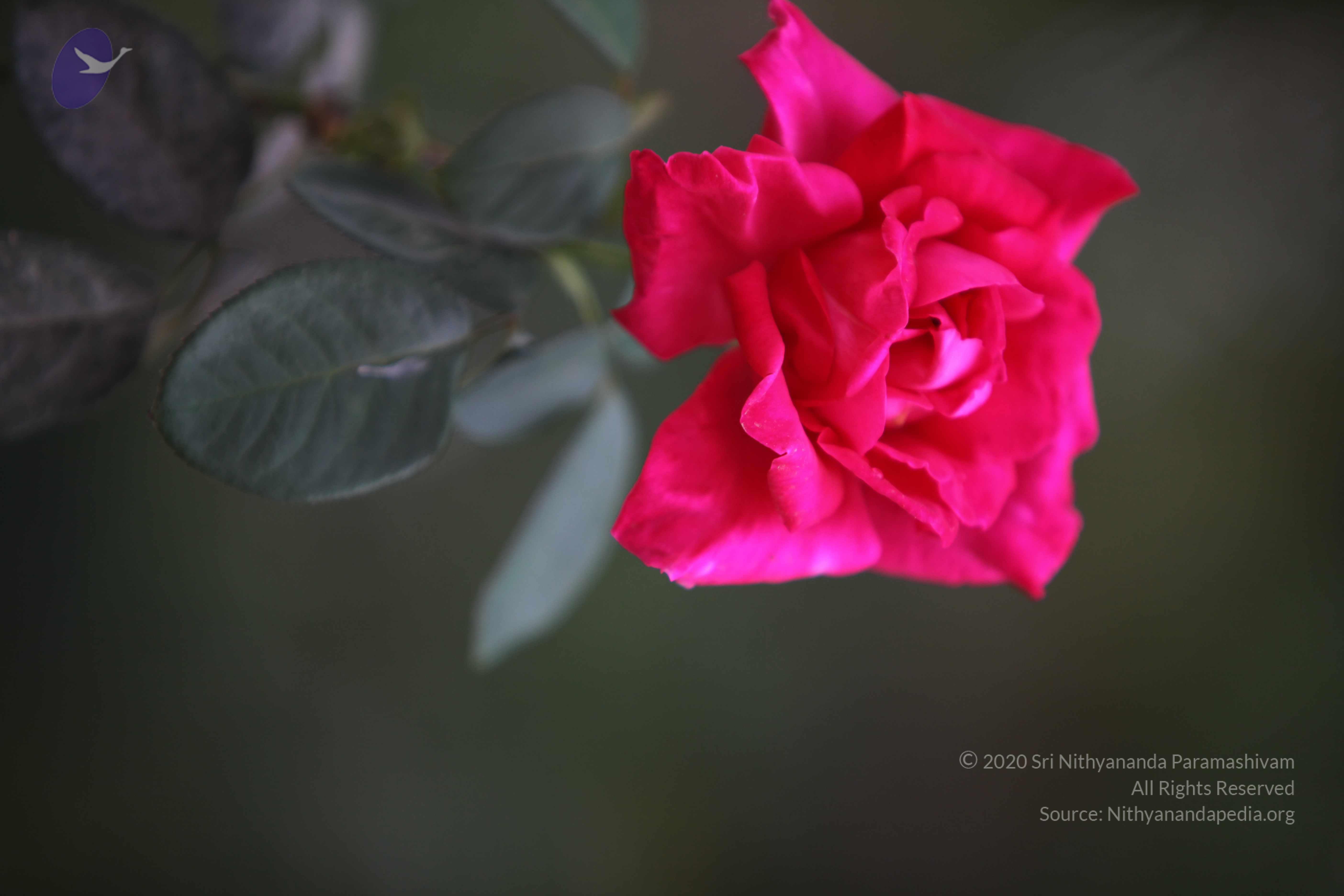 20110225_Photo_1066_IMG_0857_CMP_WM