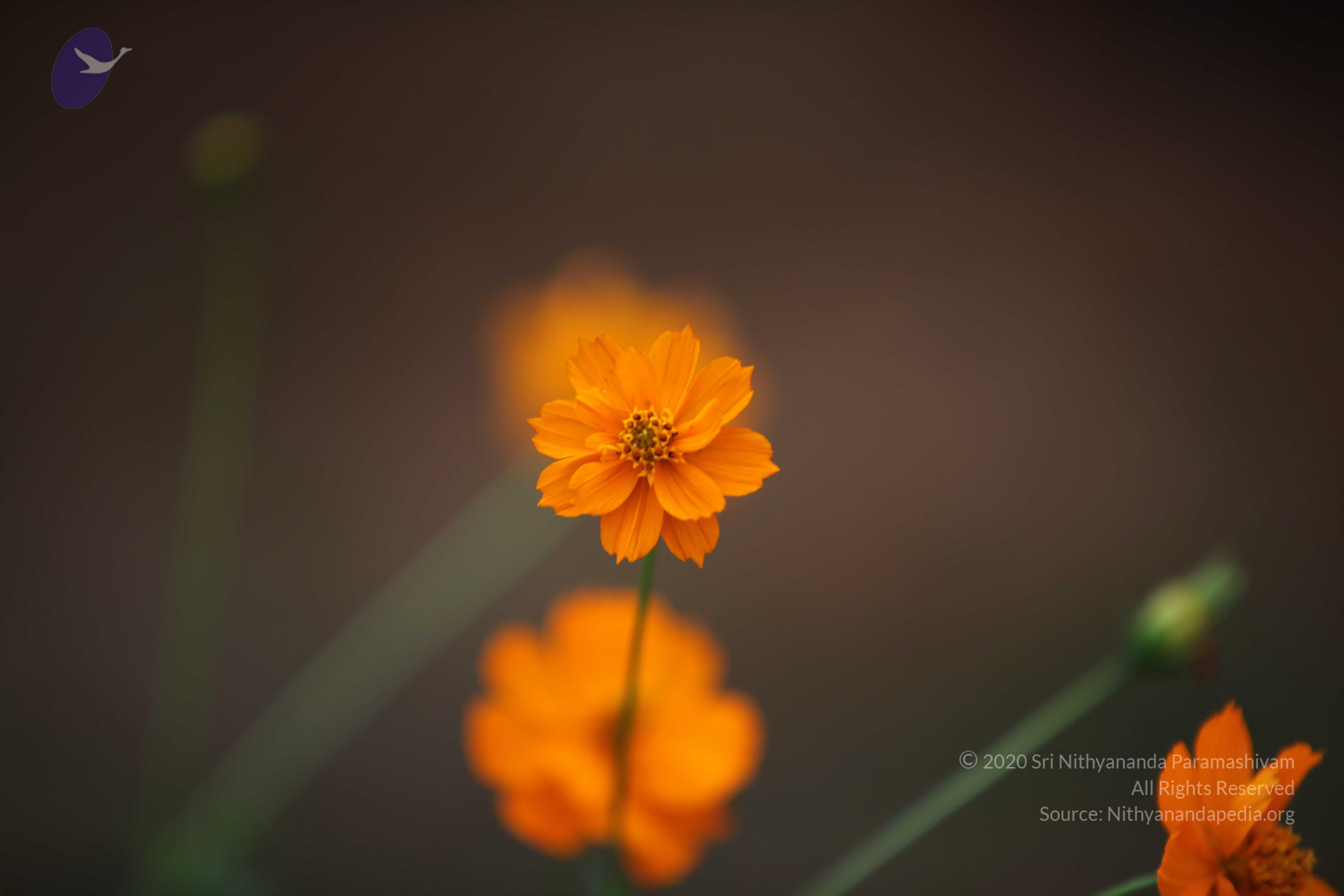 20110225_Photo_1067_IMG_0860_CMP_WM