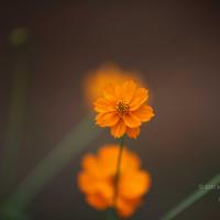 20110225_Photo_1067_IMG_0860_CMP_WM