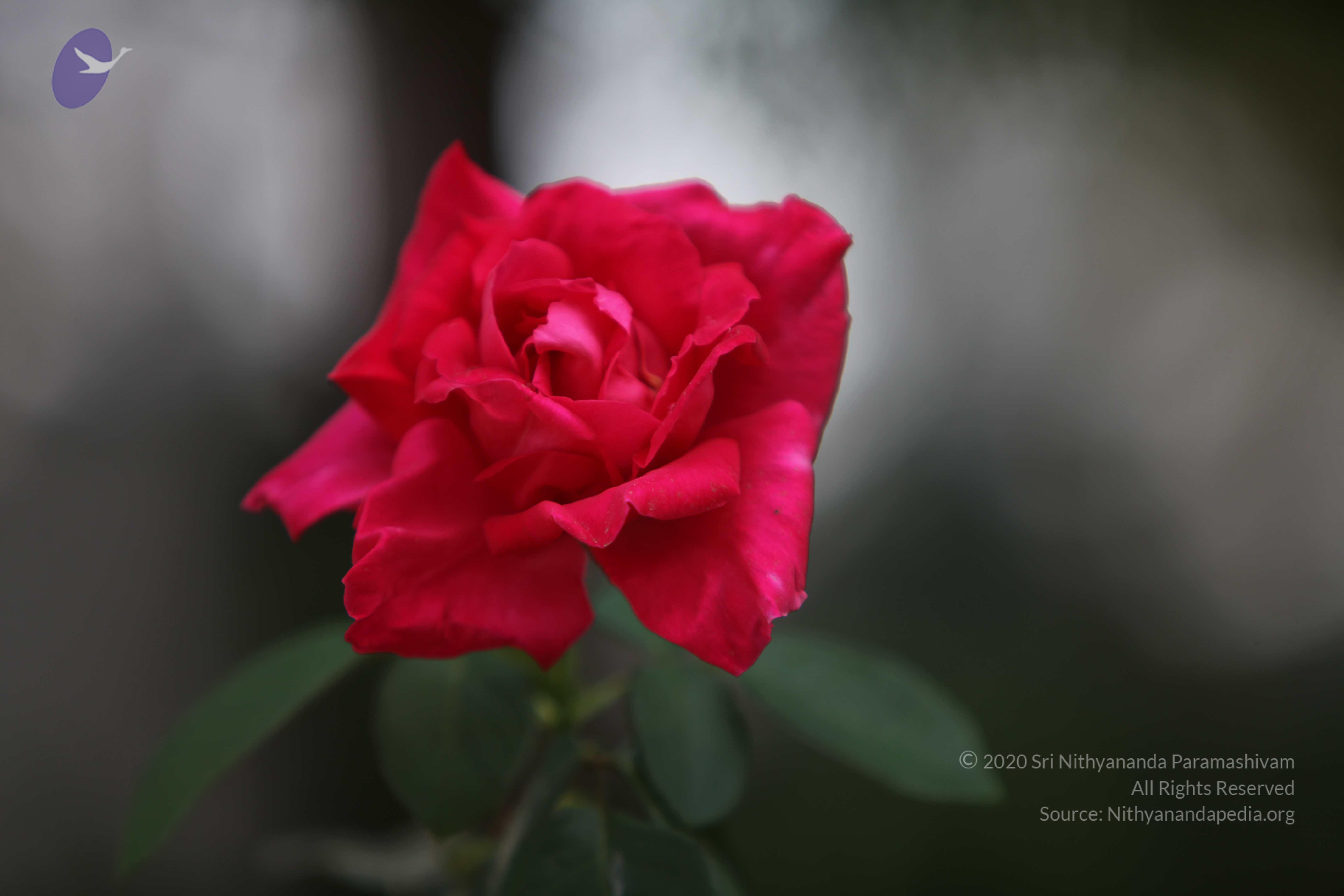 20110225_Photo_1138_IMG_0859_CMP_WM