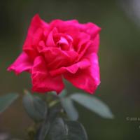 20110225_Photo_1189_IMG_0856_CMP_WM