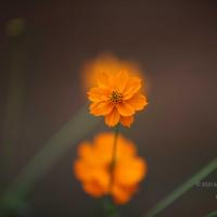 20110225_Photo_1190_IMG_0861_CMP_WM