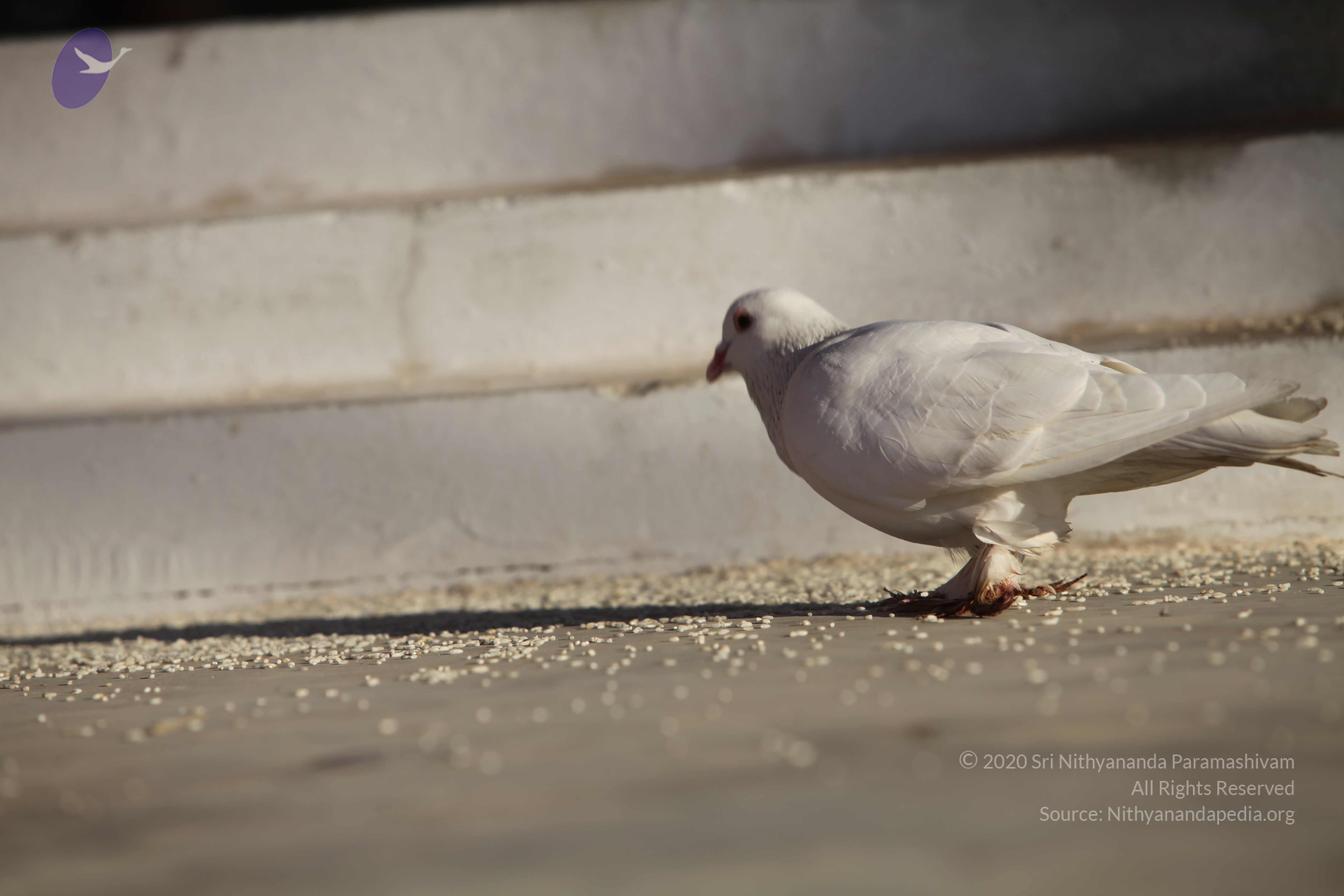 20110201_Photo_1059_IMG_2512_CMP_WM