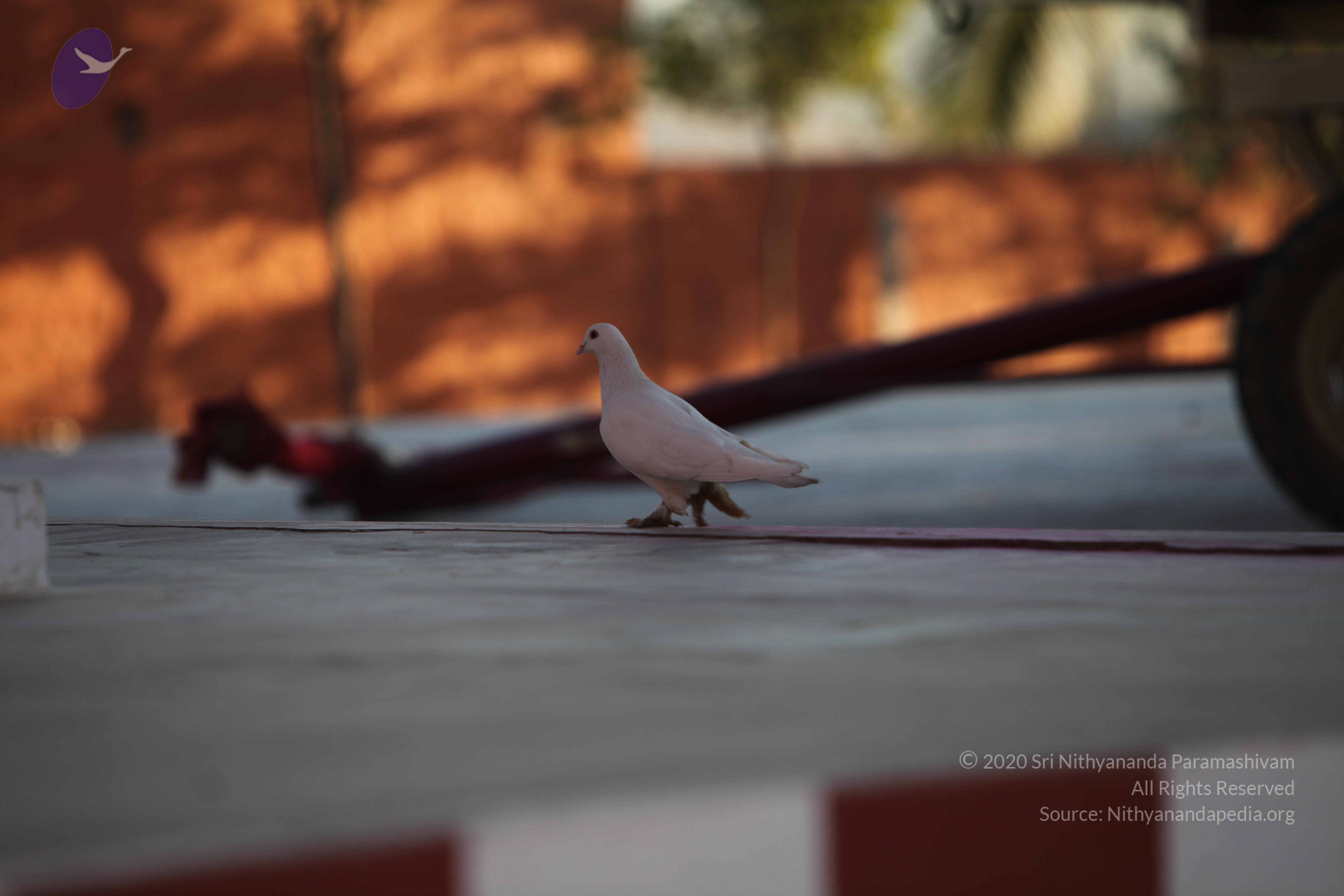 20110211_Photo_1060_IMG_7251_CMP_WM