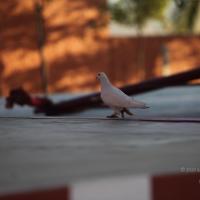 20110211_Photo_1060_IMG_7251_CMP_WM