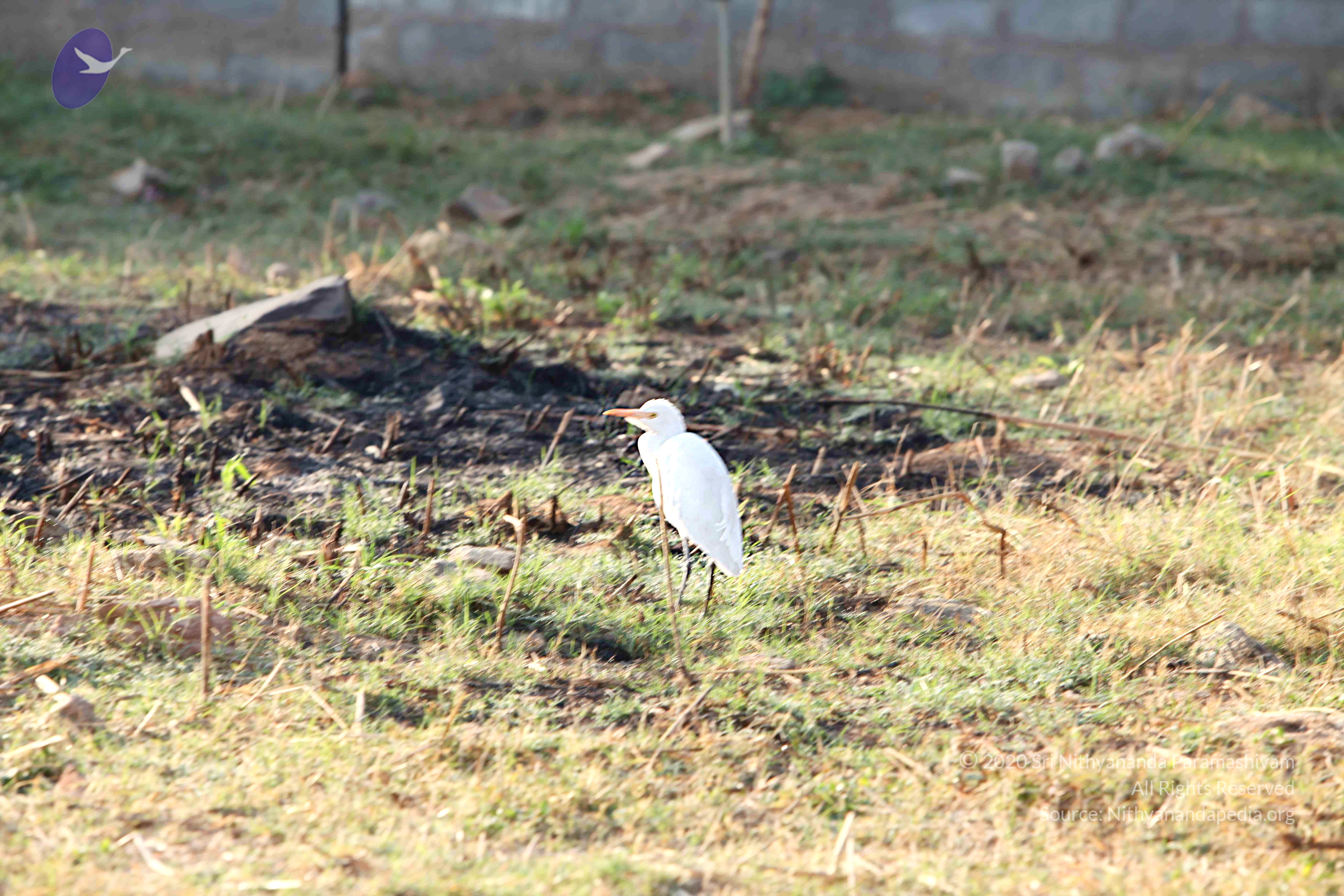 20110121_Photo_1095_IMG_2084_CMP_WM