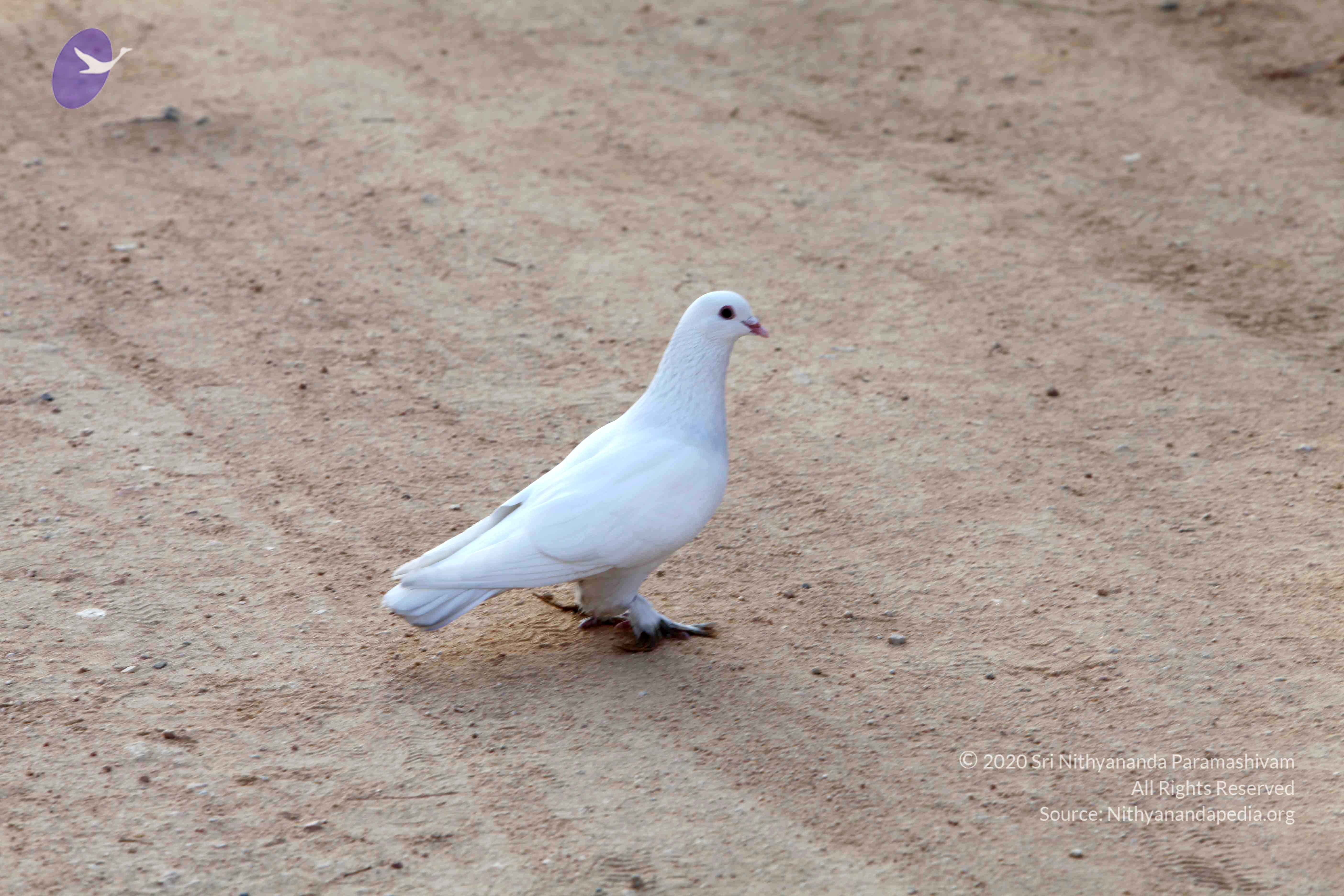 20110121_Photo_1107_IMG_2089_CMP_WM