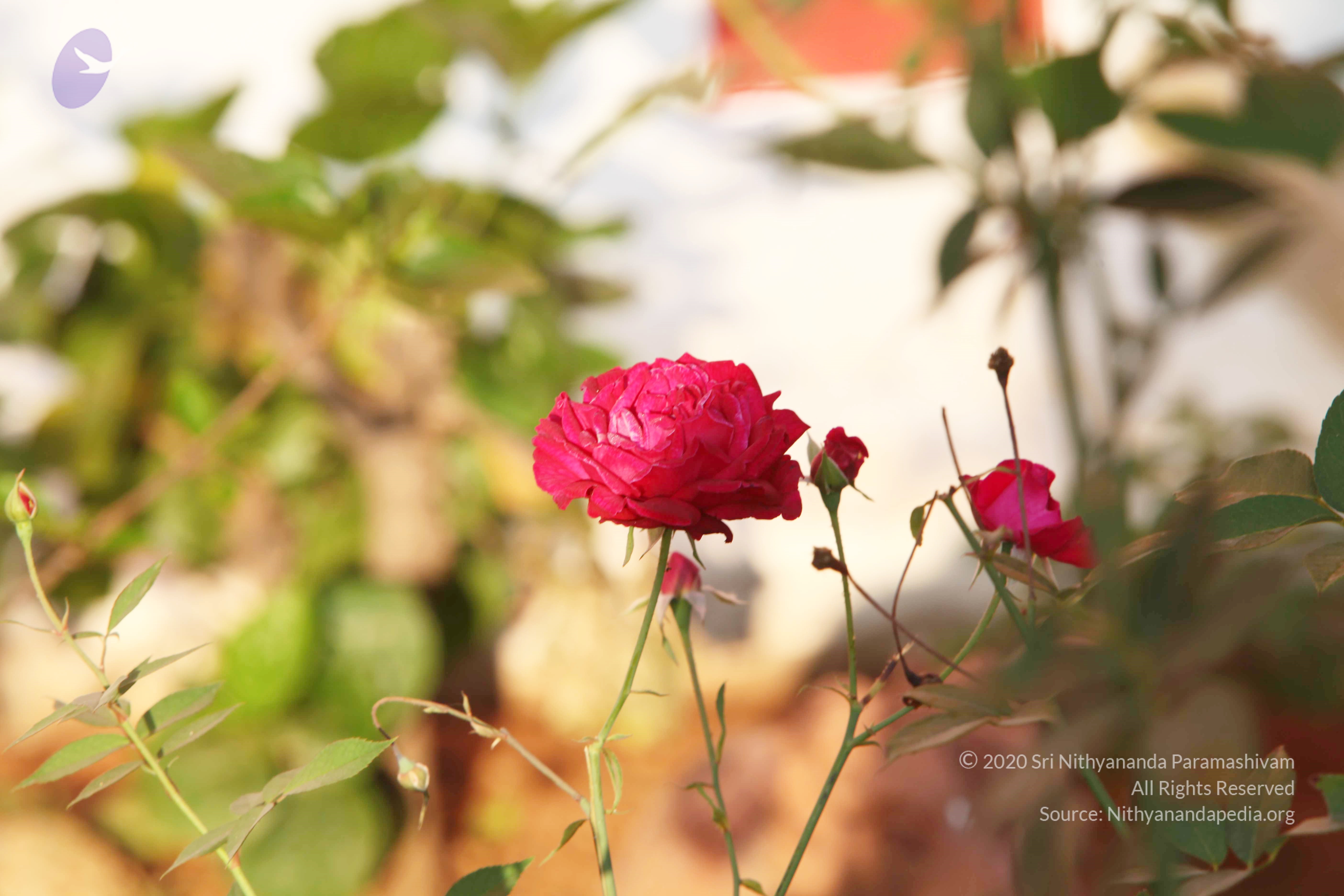 20110121_Photo_1112_IMG_2014_CMP_WM