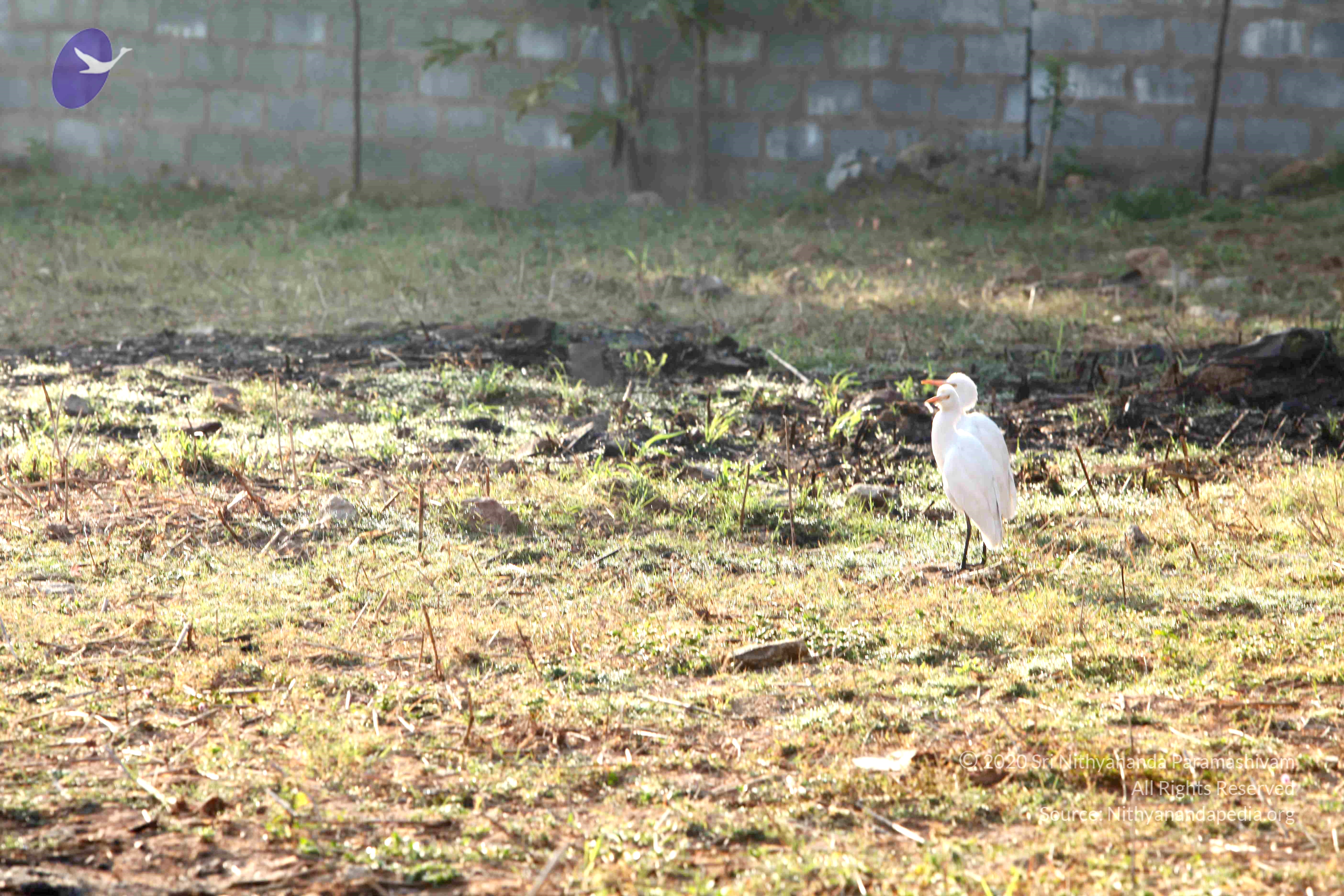 20110121_Photo_1177_IMG_2082_CMP_WM