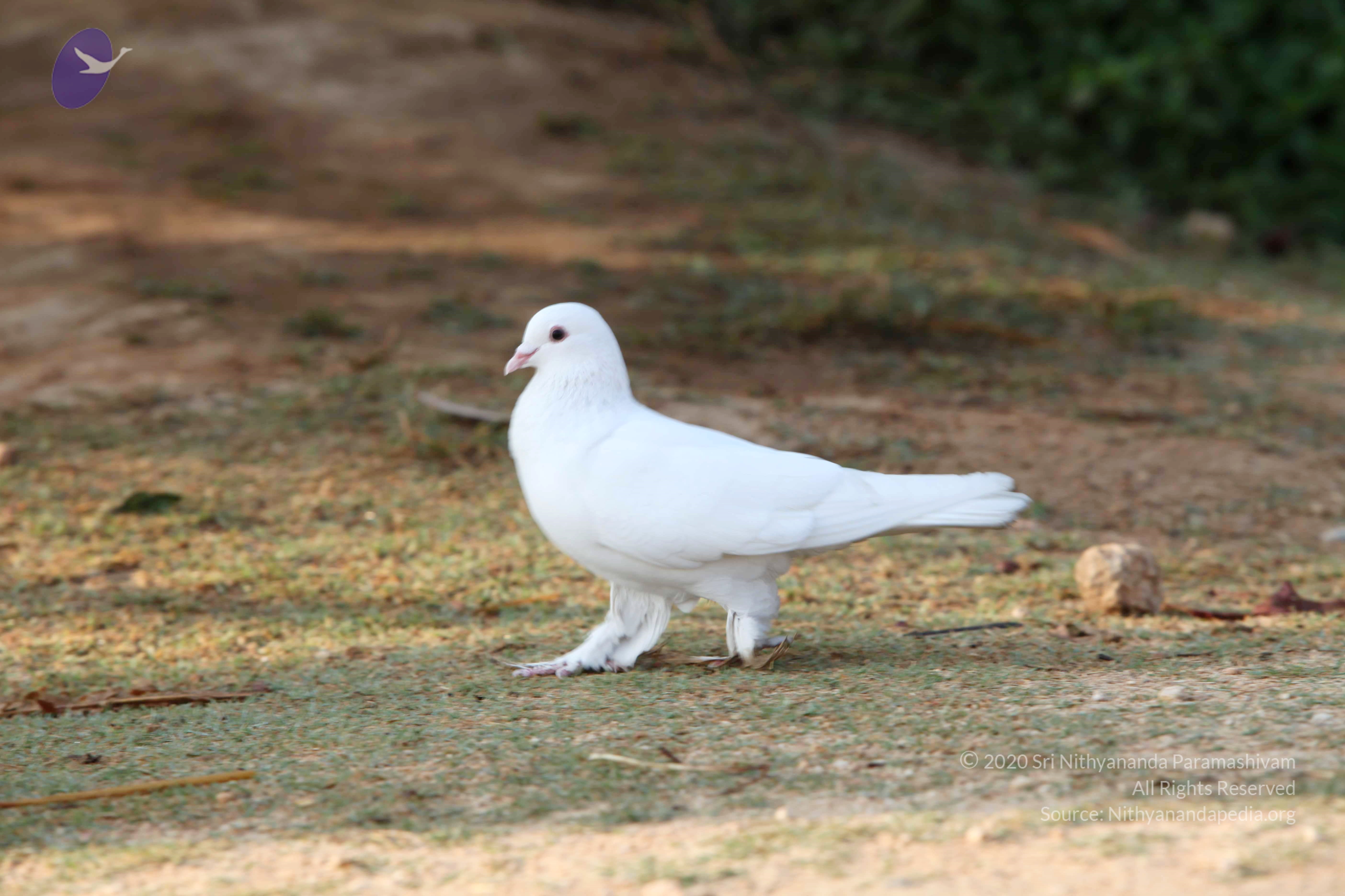 20110121_Photo_1102_IMG_2098_CMP_WM