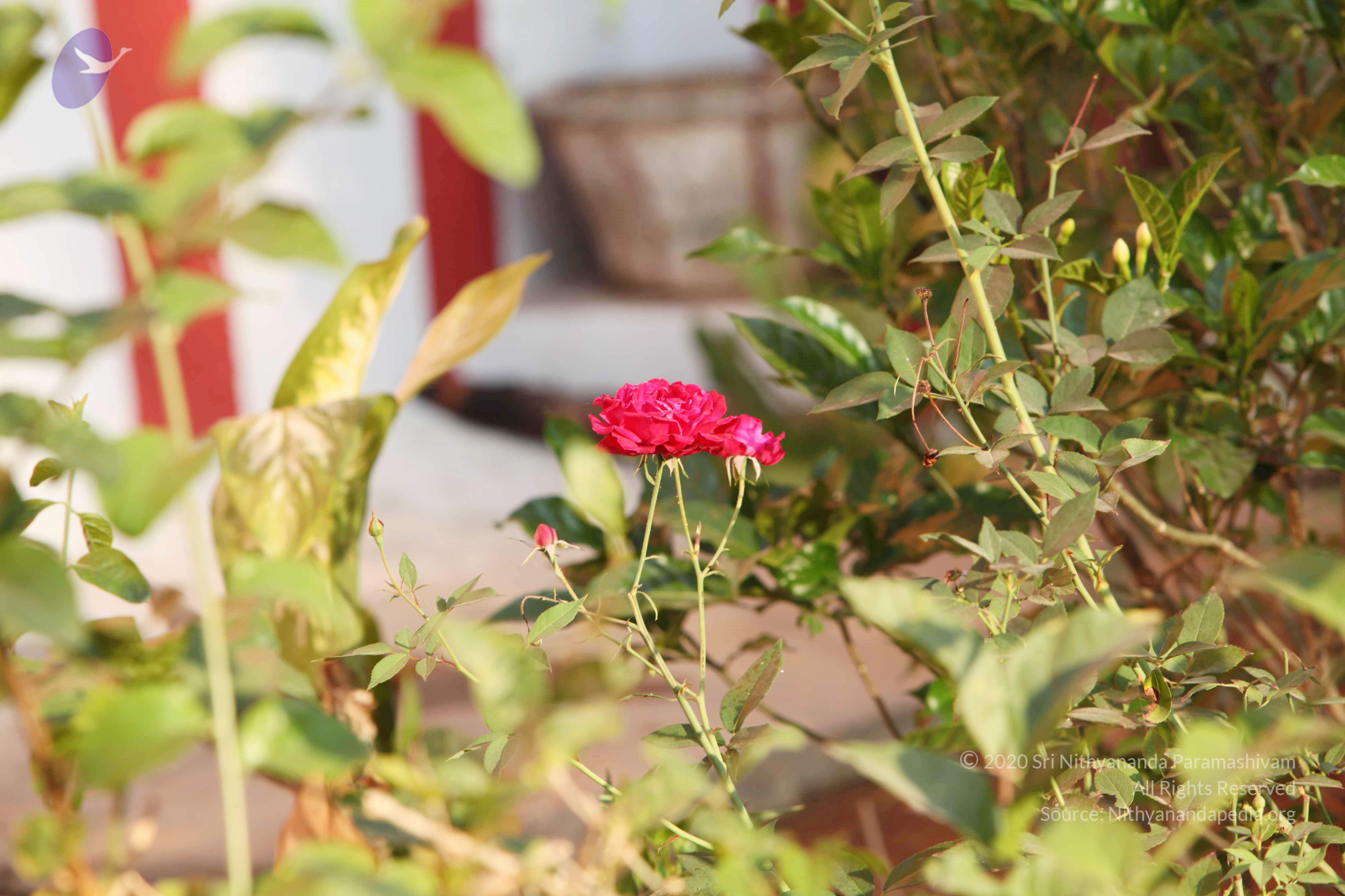 20110121_Photo_1145_IMG_2020_CMP_WM