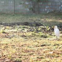 20110121_Photo_1177_IMG_2082_CMP_WM