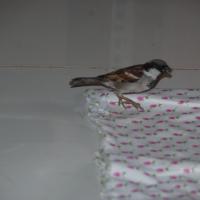 20110125_Photo_1000_DSC_5422_CMP_WM