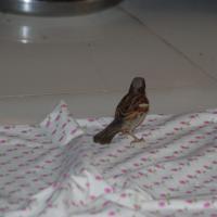 20110125_Photo_1001_DSC_5423_CMP_WM