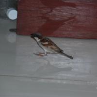 20110125_Photo_1002_DSC_5421_CMP_WM