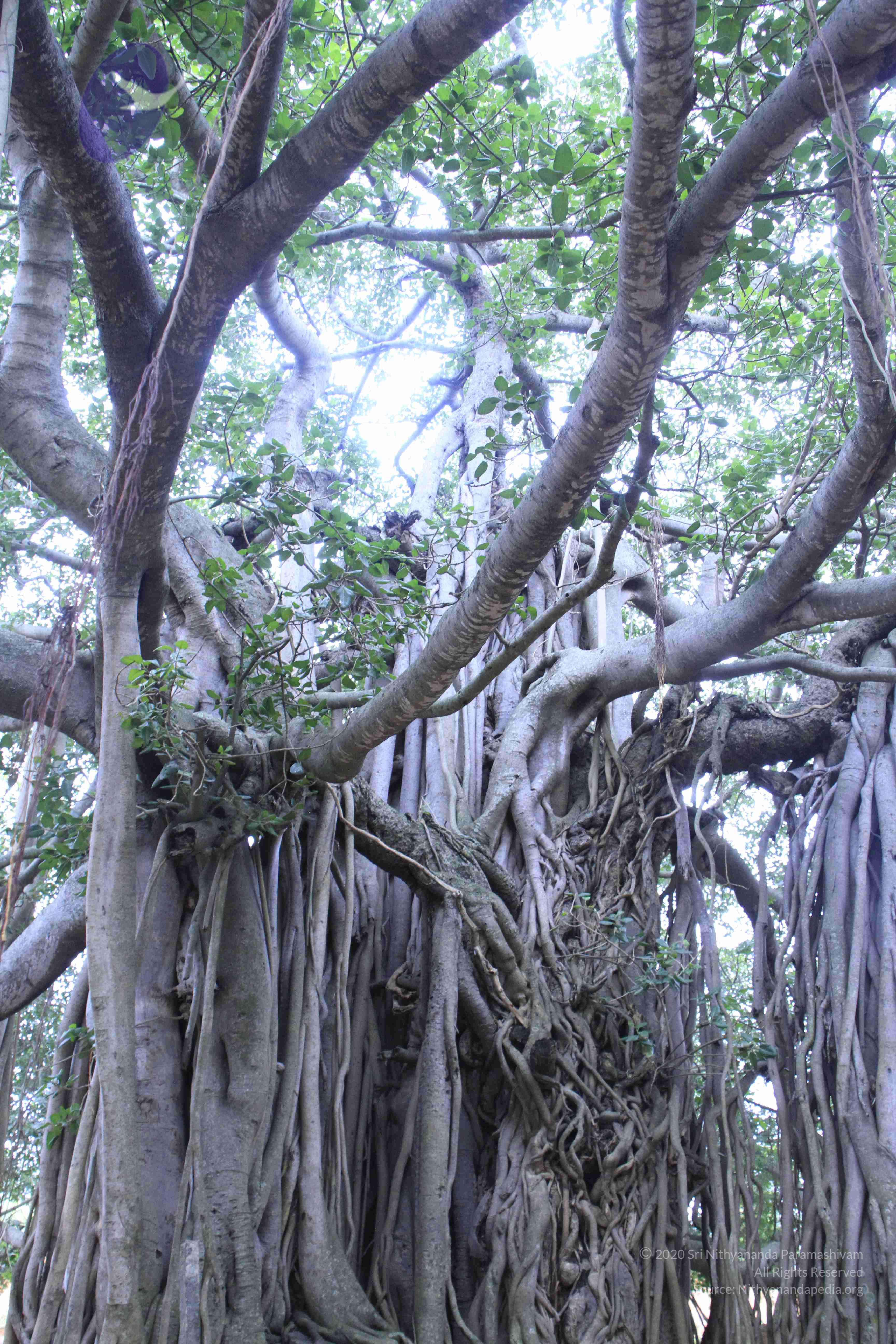 20110730_Photo_1000__MG_8239_CMP_WM