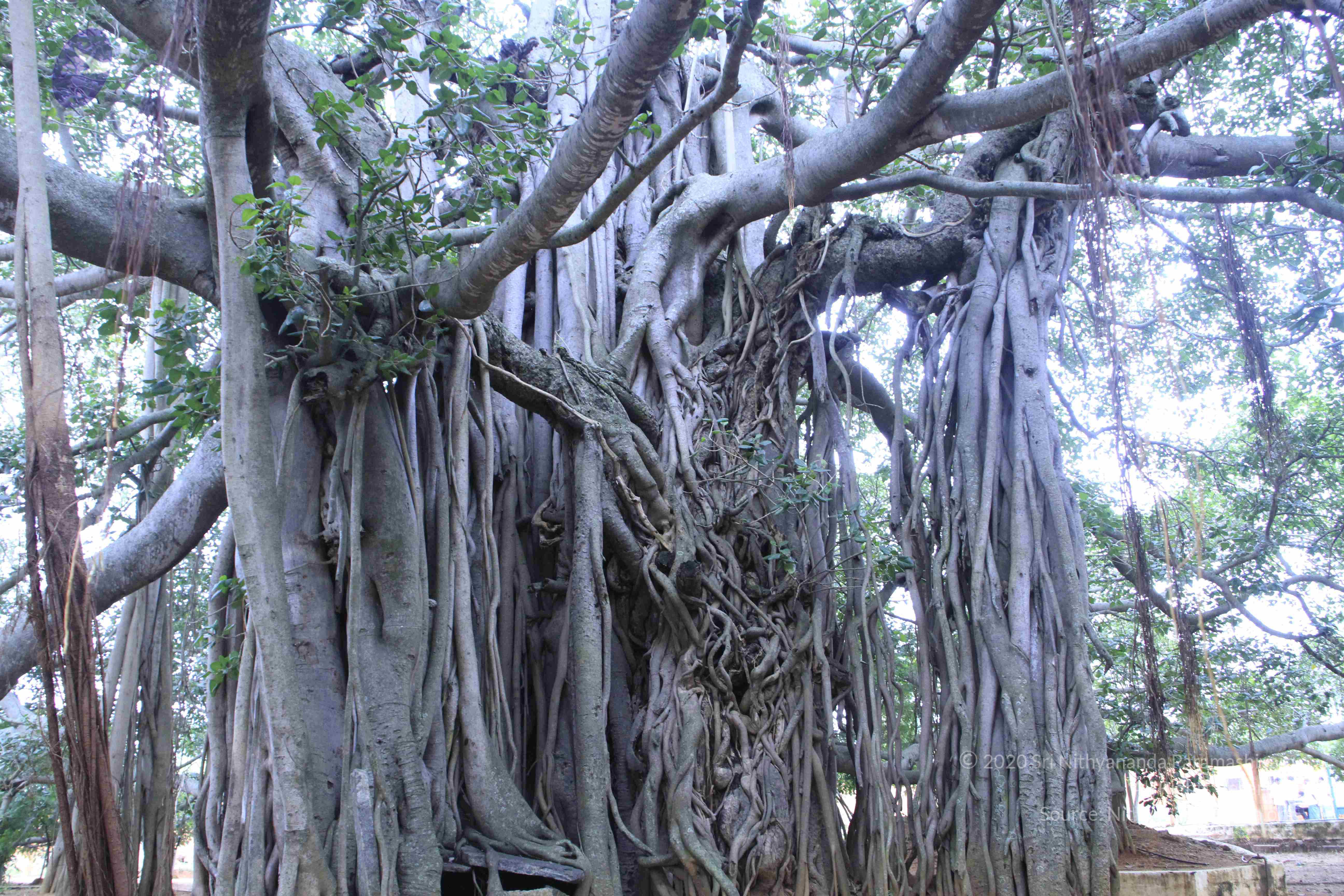 20110730_Photo_1015__MG_8240_CMP_WM