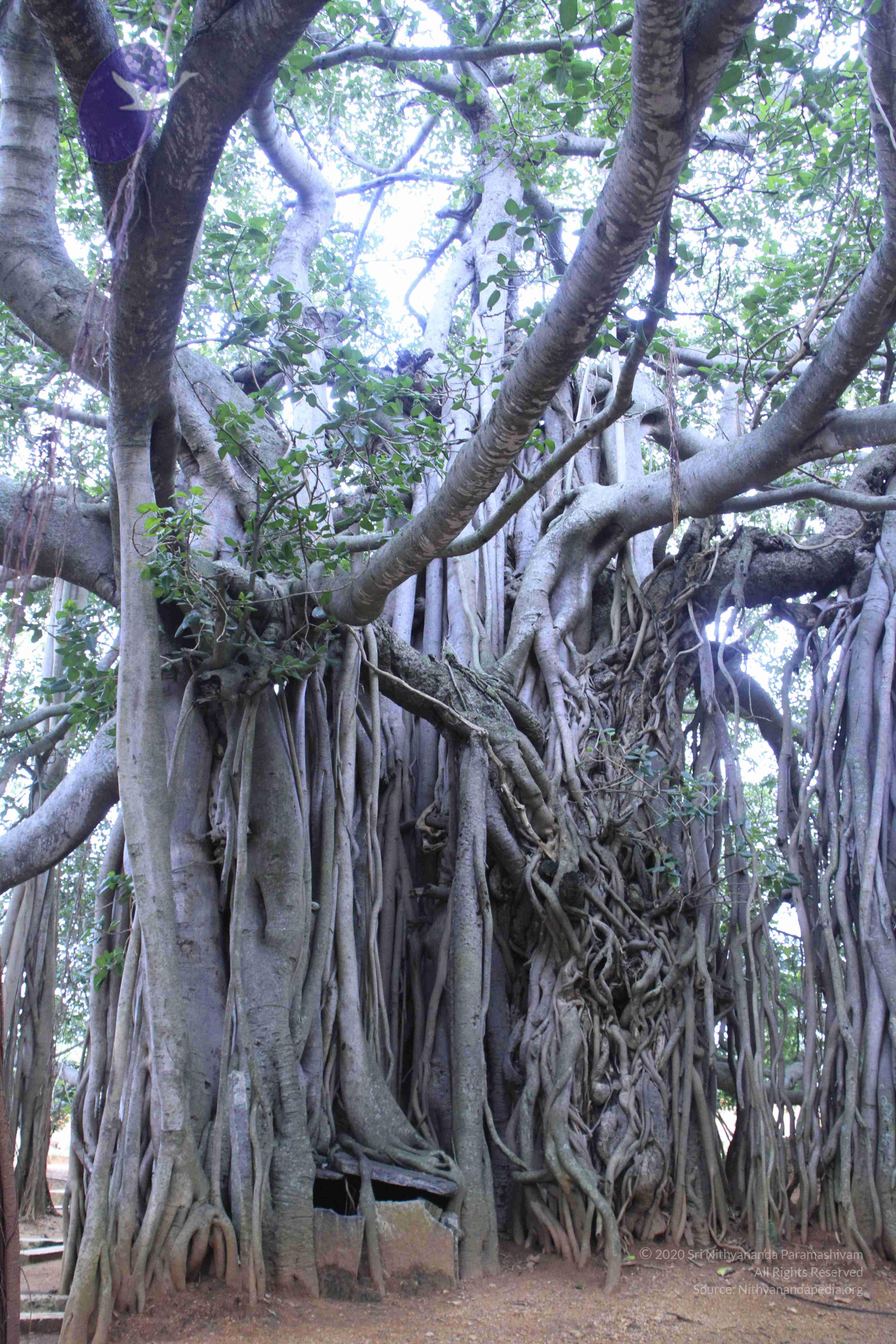 20110730_Photo_1020__MG_8238_CMP_WM