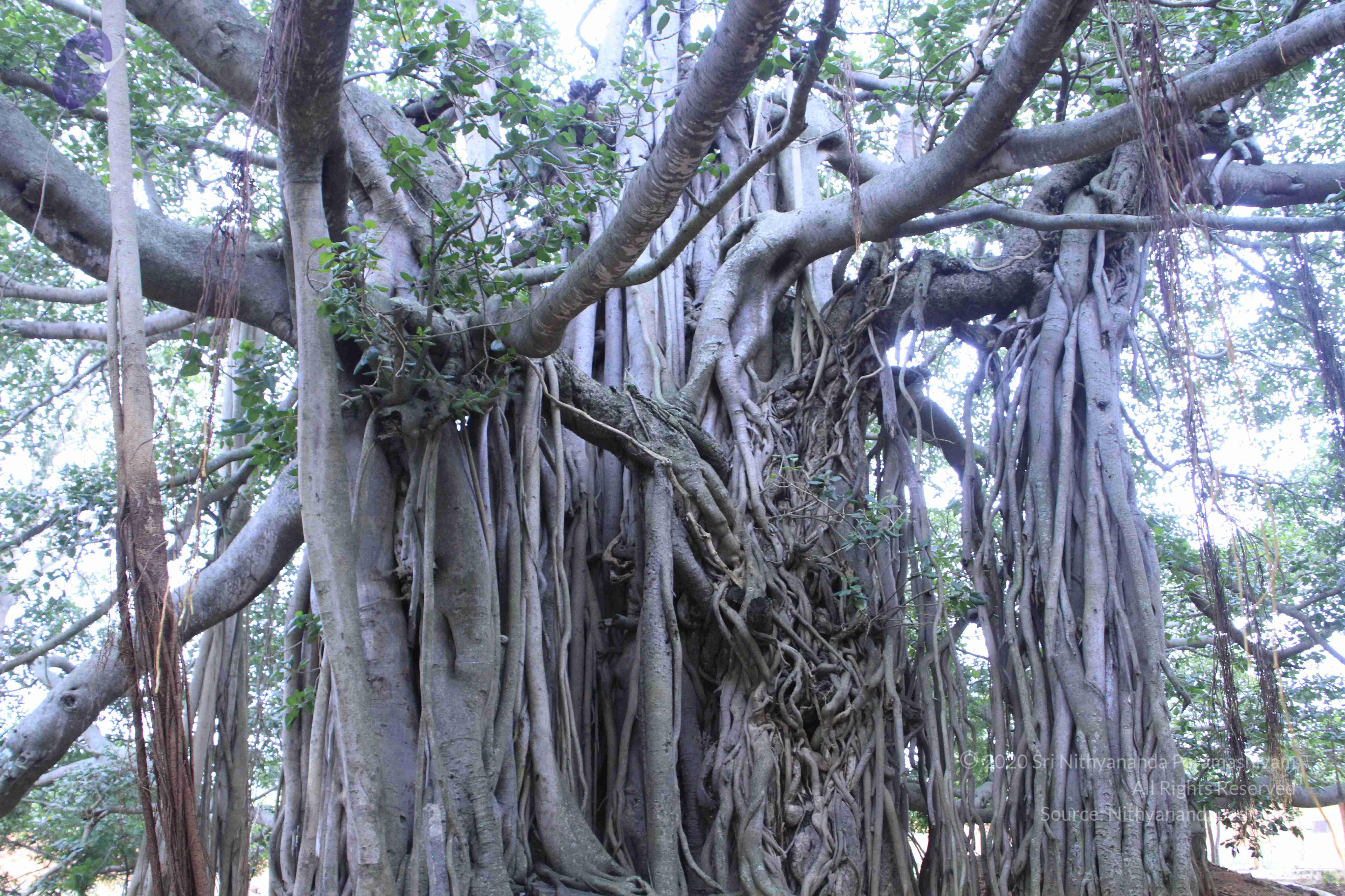 20110730_Photo_1029__MG_8241_CMP_WM
