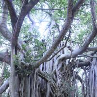 20110730_Photo_1000__MG_8239_CMP_WM