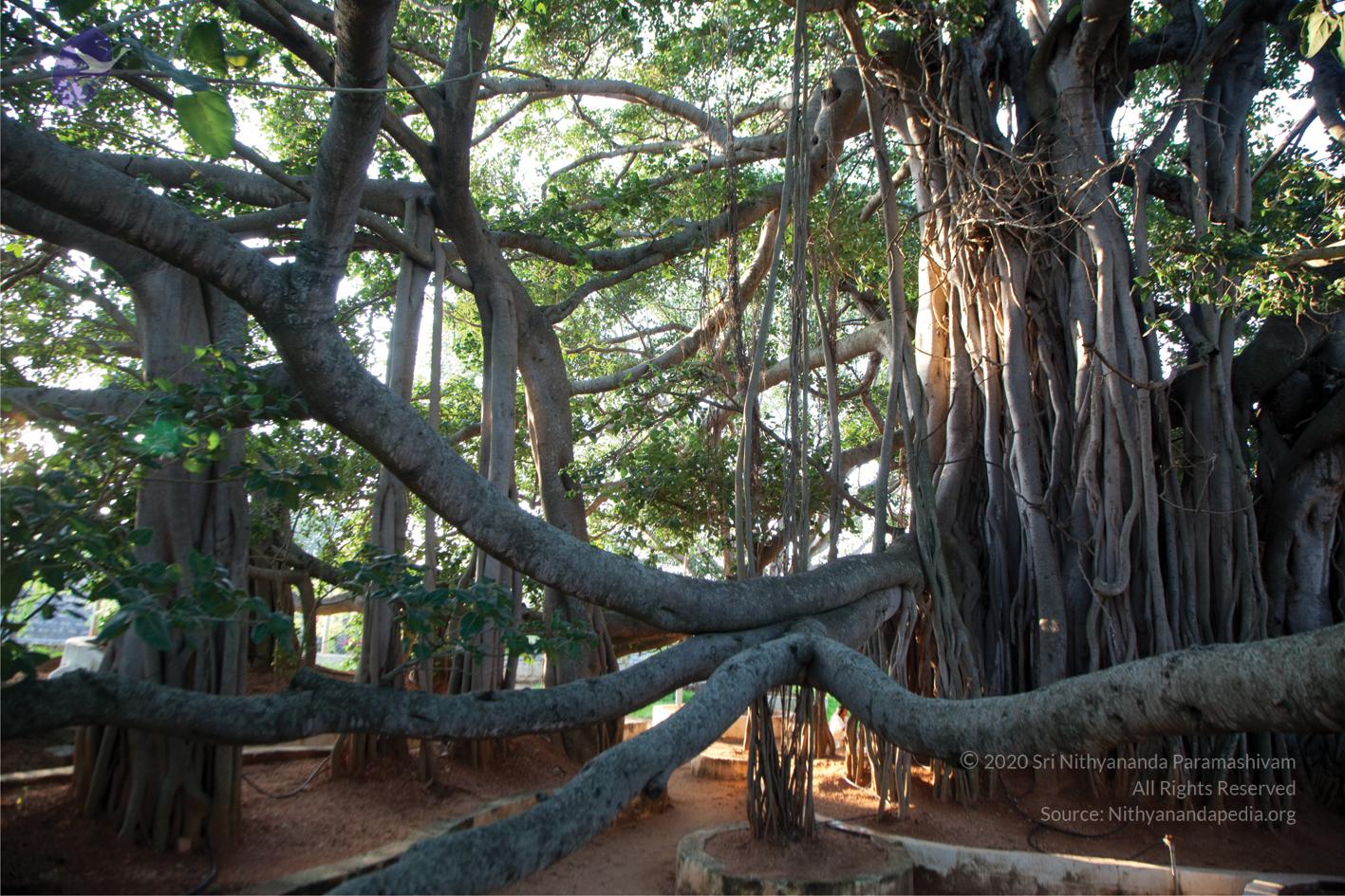 ASHRAM - ancient kalpataru banyan tree_CMP_WM