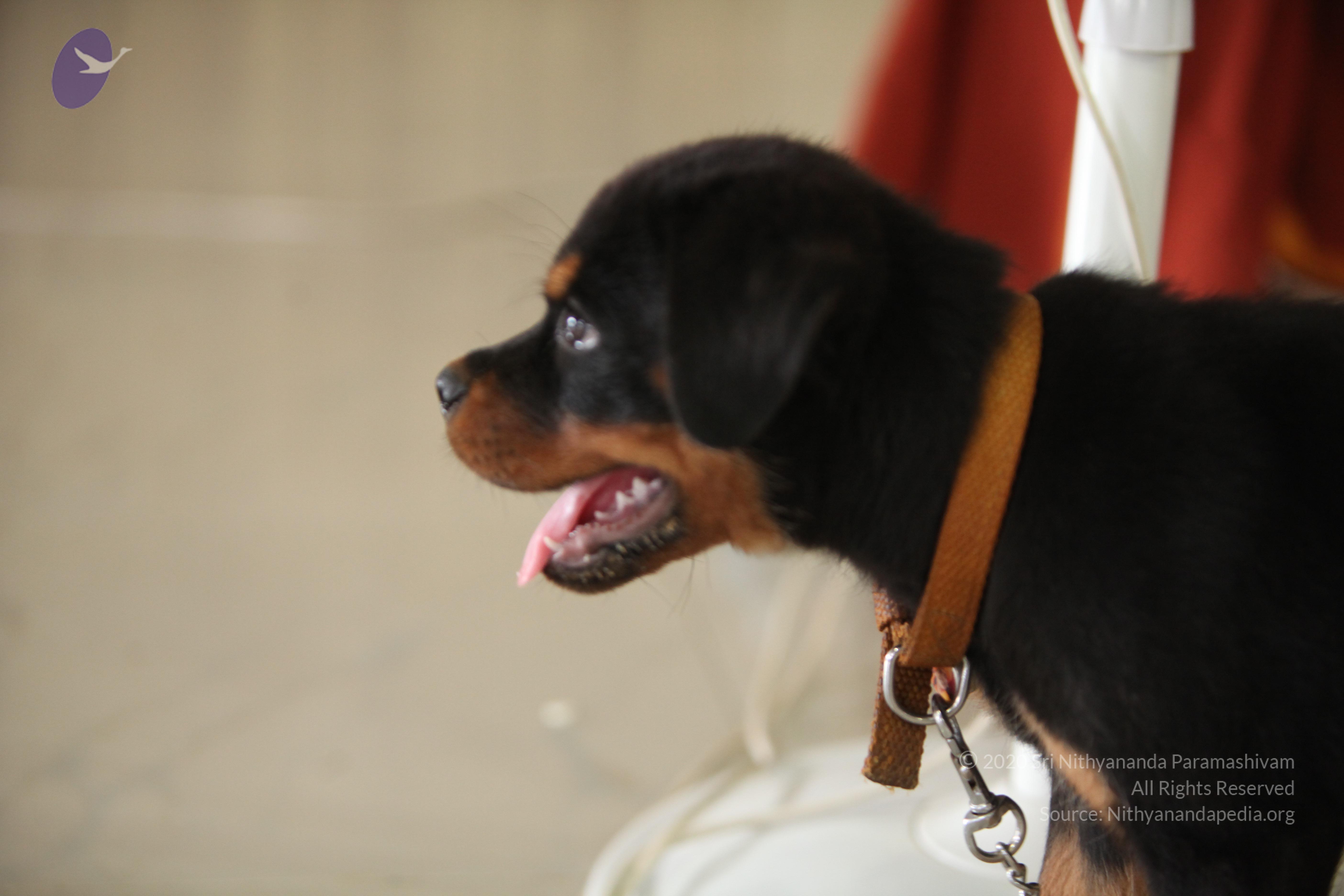 20130423_Photo_1004_IMG_9295_CMP_WM