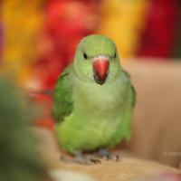 20130423_Photo_1034_IMG_8806_CMP_WM