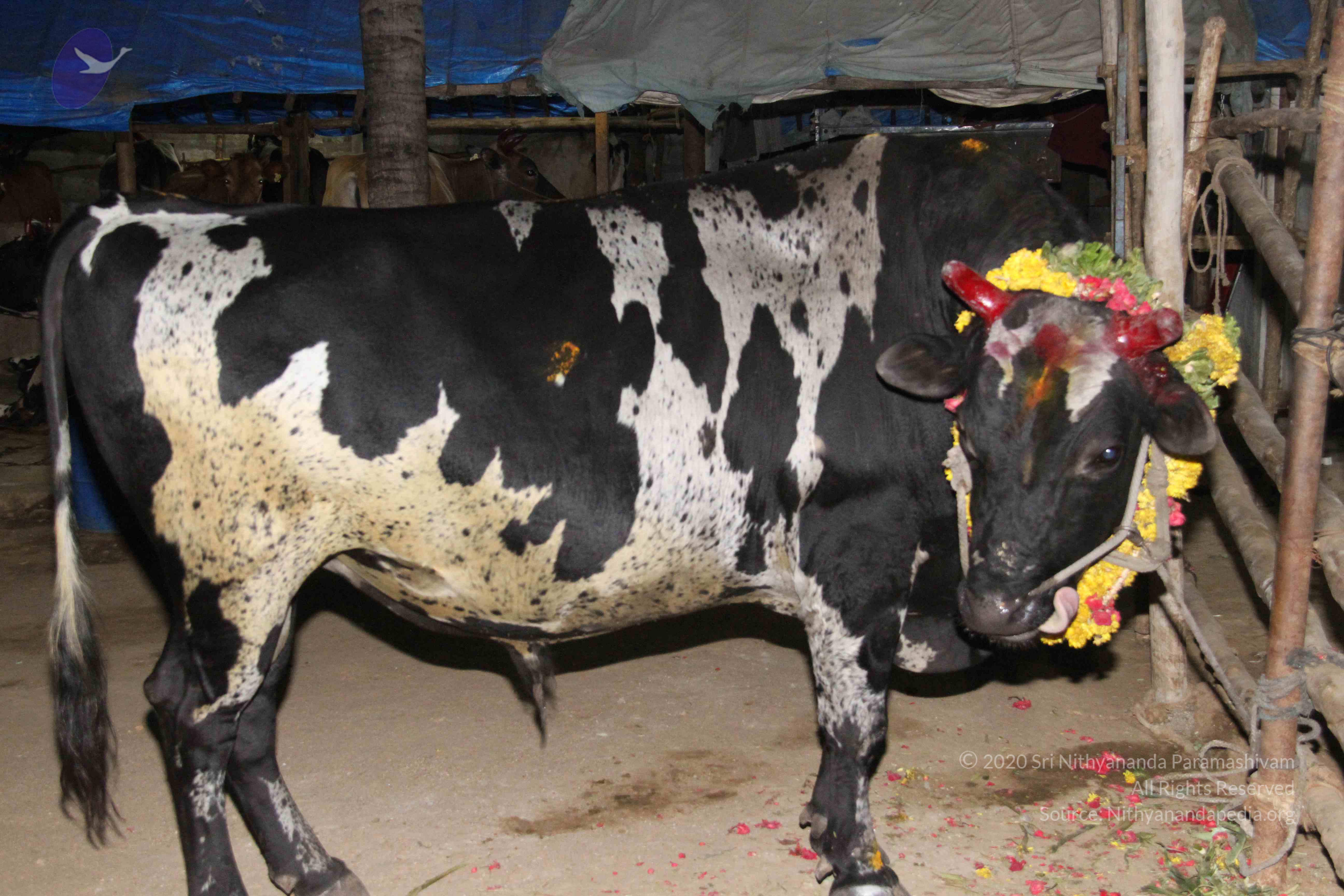 20130115_Photo_1001_1WlUVny_MpqN8GRwK51kyqzV9Ck0bRtZJ