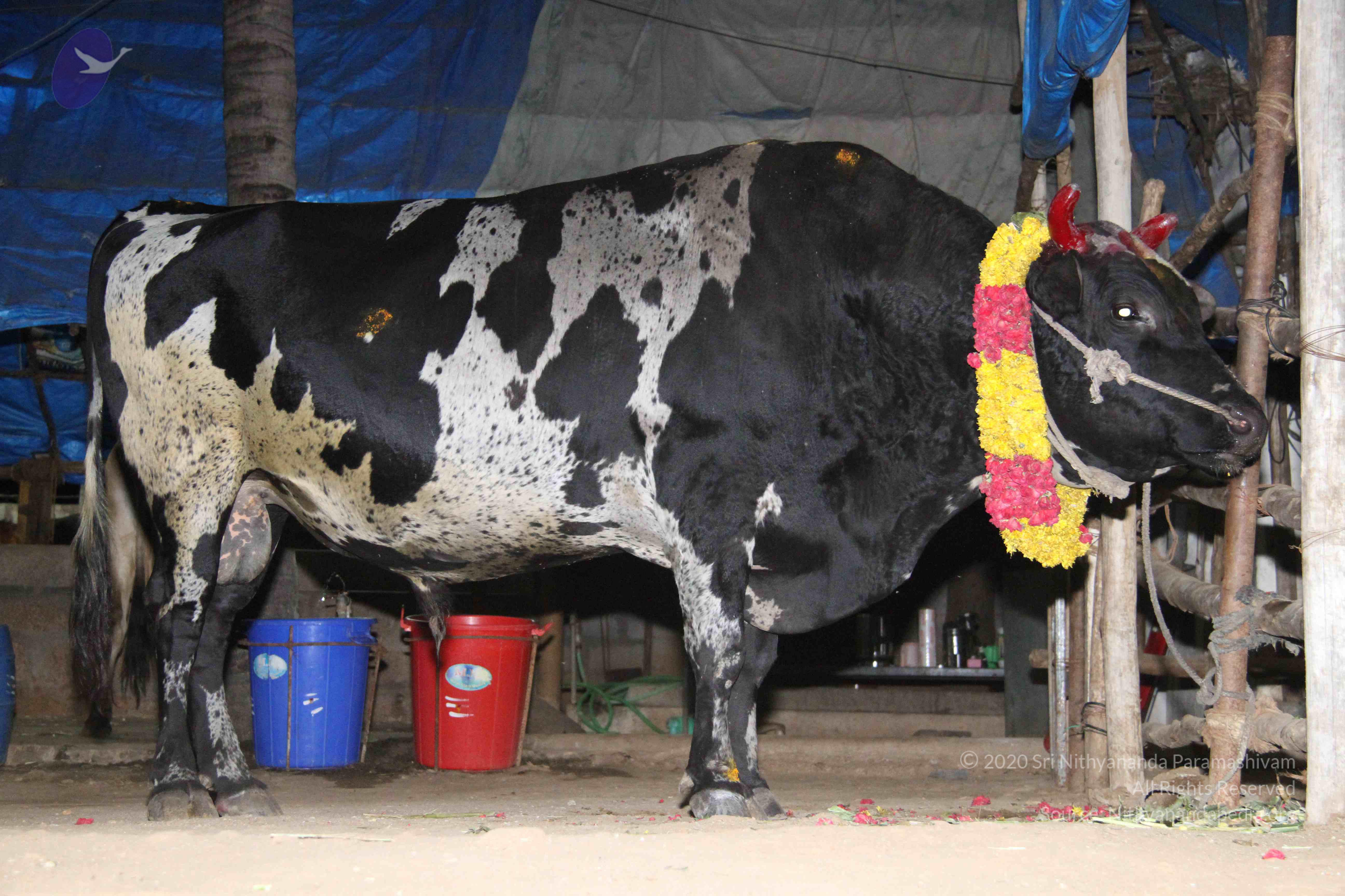 20130115_Photo_1004_1X1ZQqkIUYU5zzhO5YcqlAQIar6l9T7ga