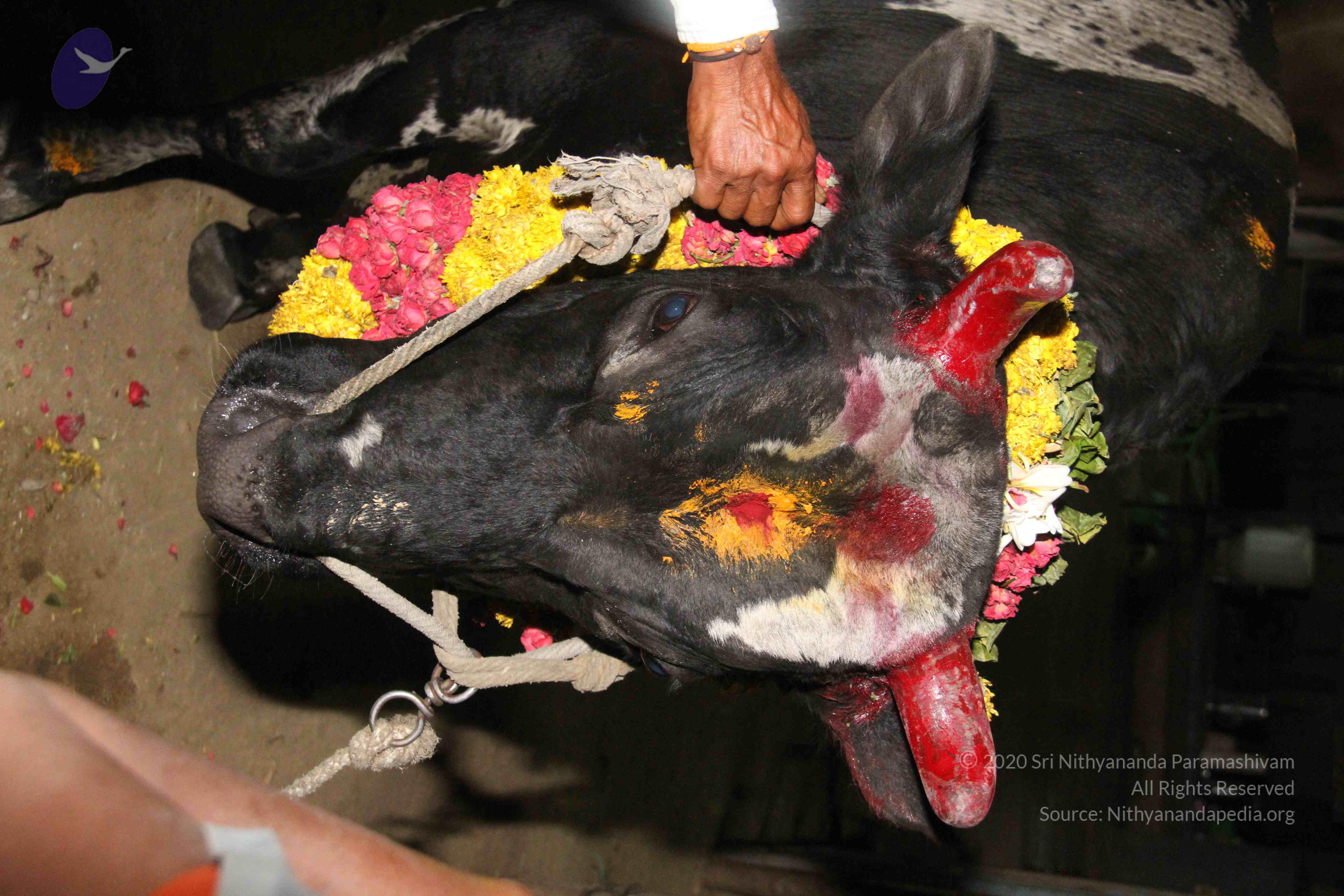 20130115_Photo_1007_1-3tK1GxjVU4GT7JRoKh8v9FSvzQmT2qi