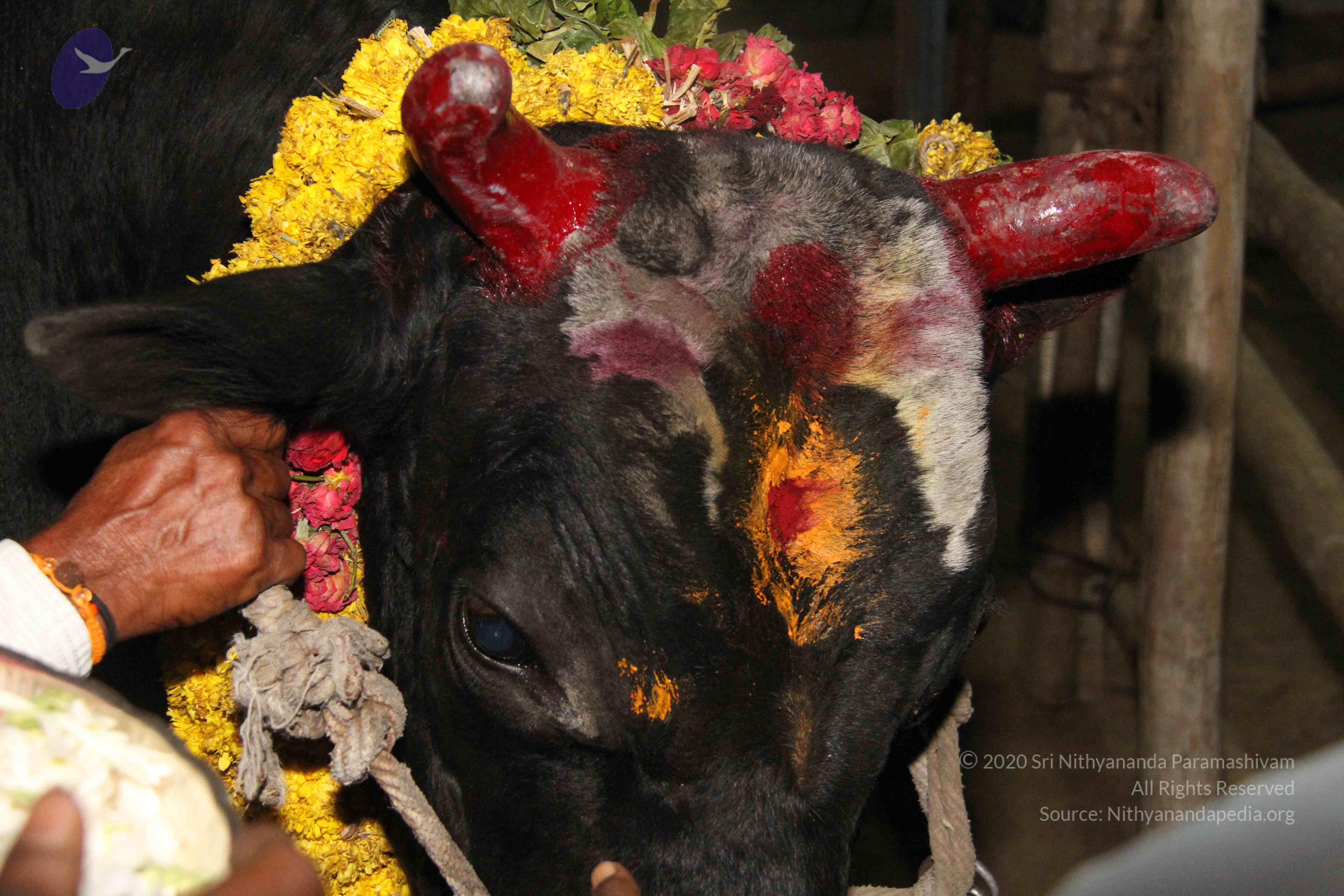 20130115_Photo_1009_14AprqgrcRewFRSJ-uAHYDnbYElU_7prc