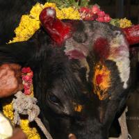 20130115_Photo_1009_14AprqgrcRewFRSJ-uAHYDnbYElU_7prc